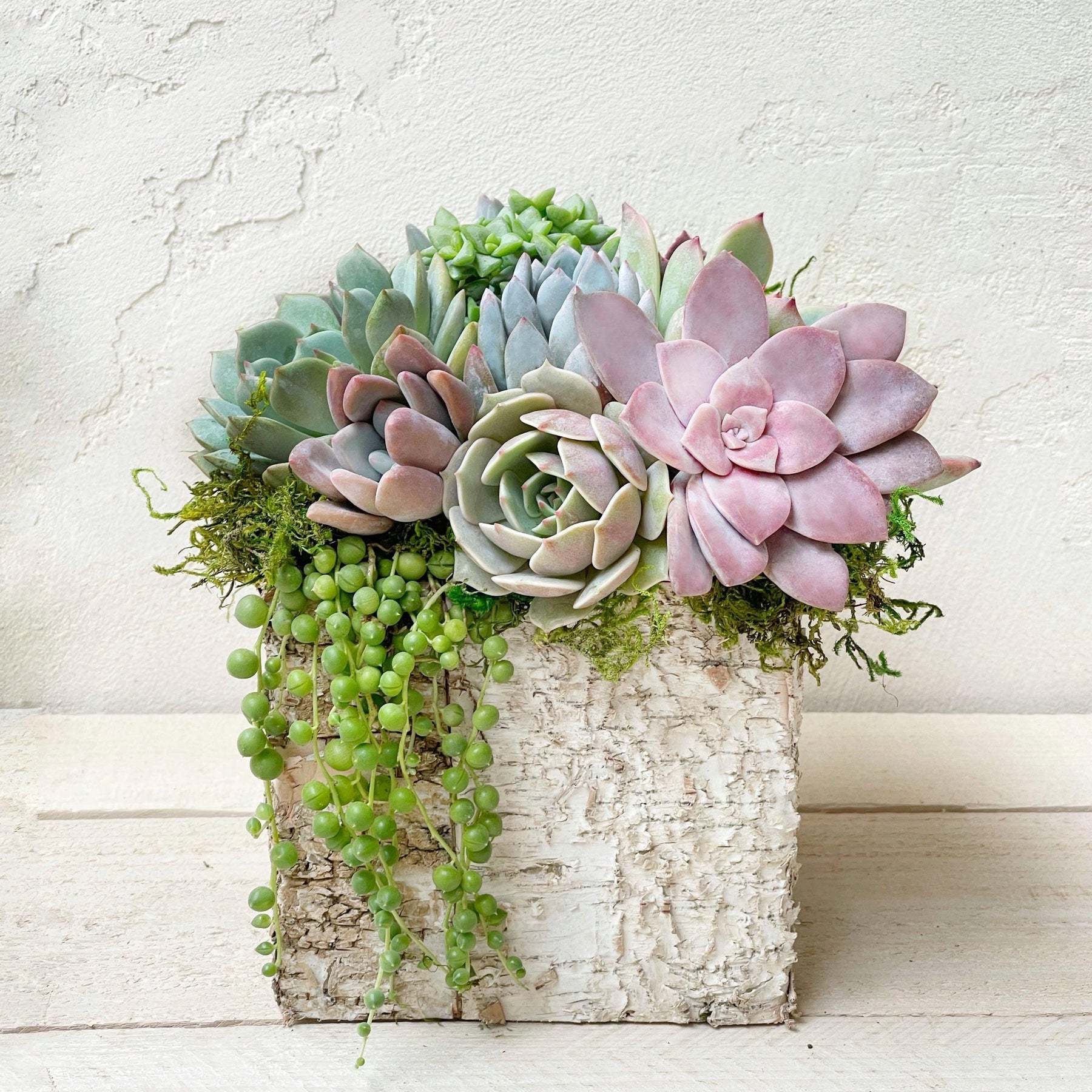 Square Birch Trimmed Succulent Arrangement.