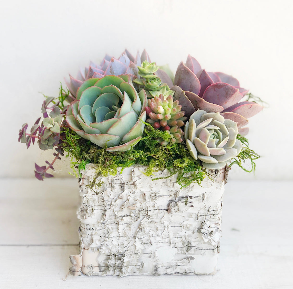 Square Birch Trimmed Succulent Arrangement.