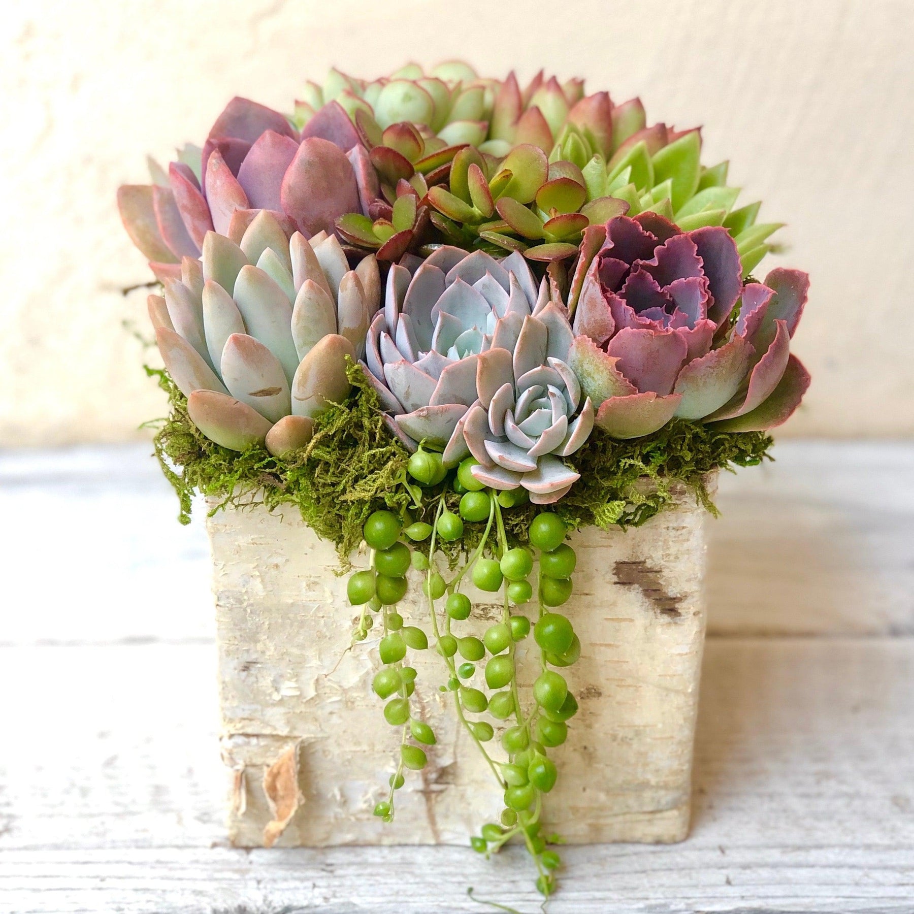 Square Birch Trimmed Succulent Arrangement.