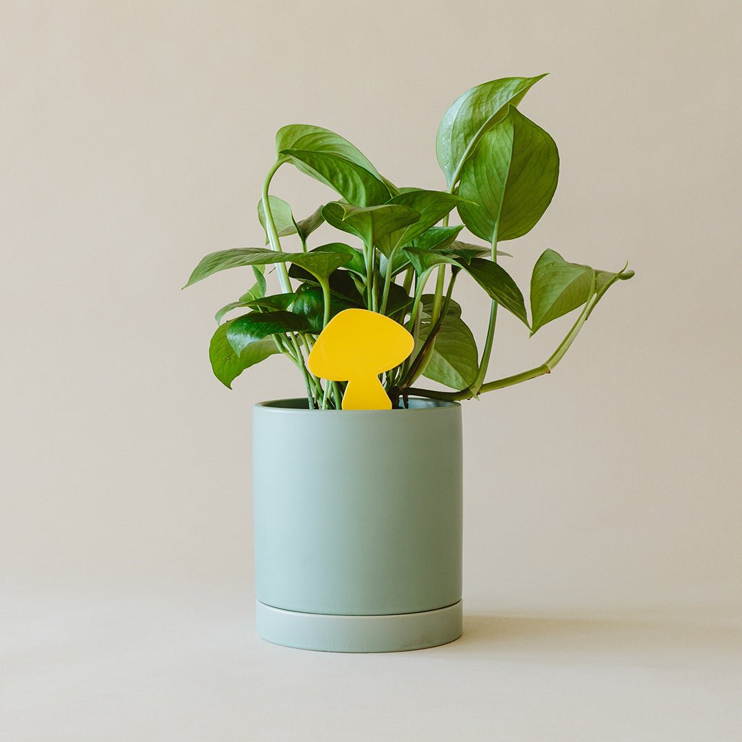 Sticky Traps for Plant Pests-The Succulent Source
