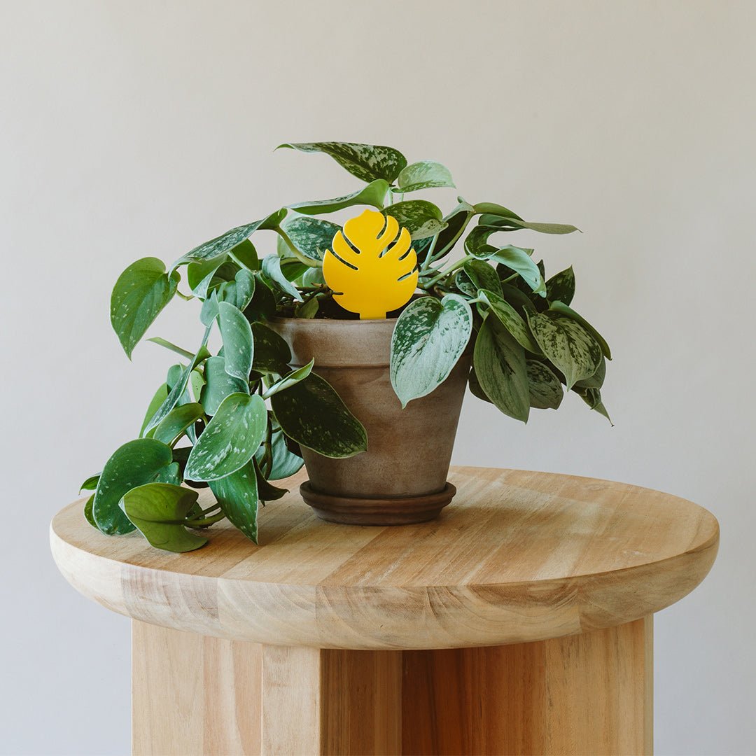 Sticky Traps for Plant Pests-The Succulent Source