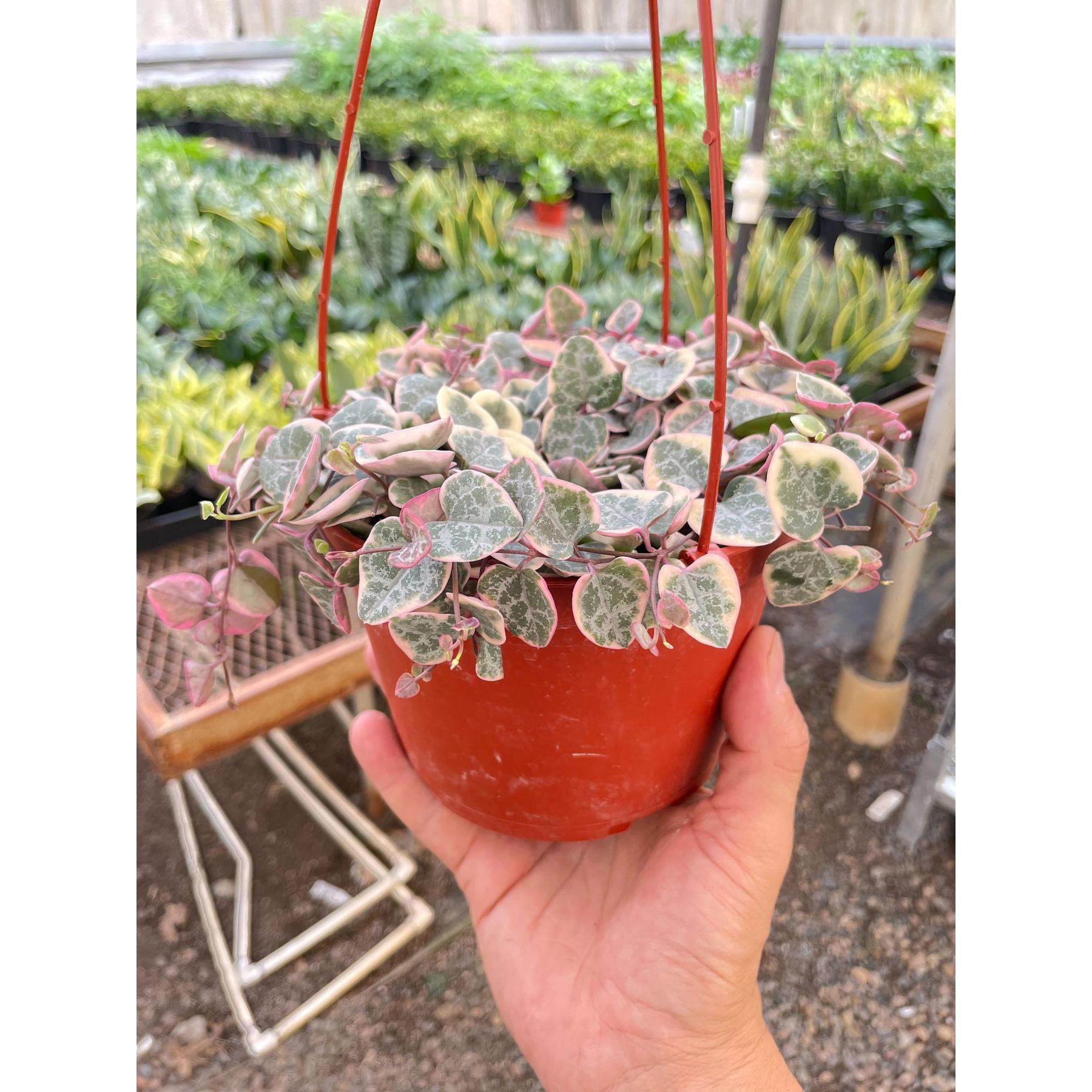 String of Hearts Variegated-The Succulent Source