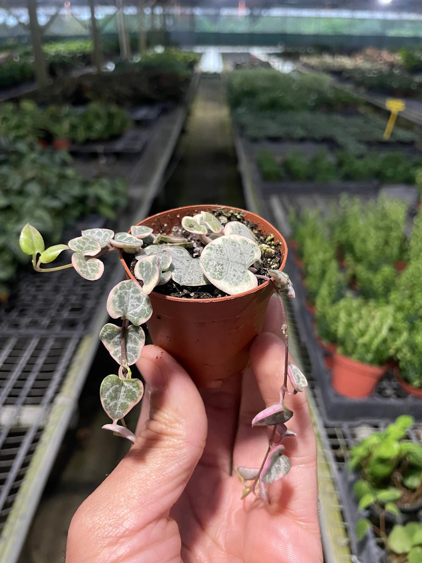 鉢・プランター earnest hearts plants 3rd volt type-RE String of Hearts Variegated