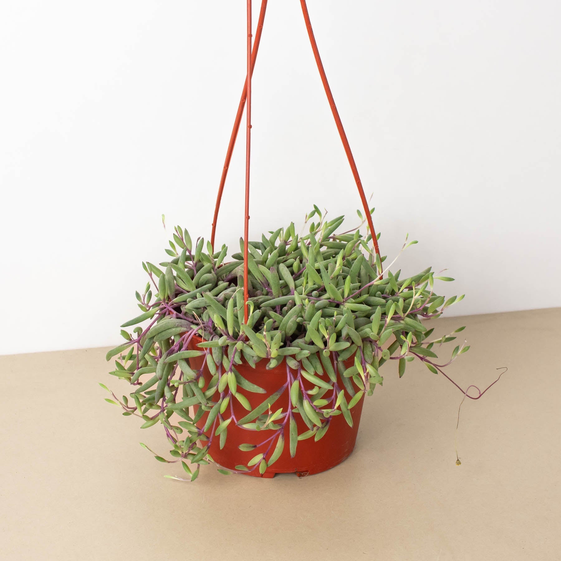 String of Rubies - 6" Pots-The Succulent Source