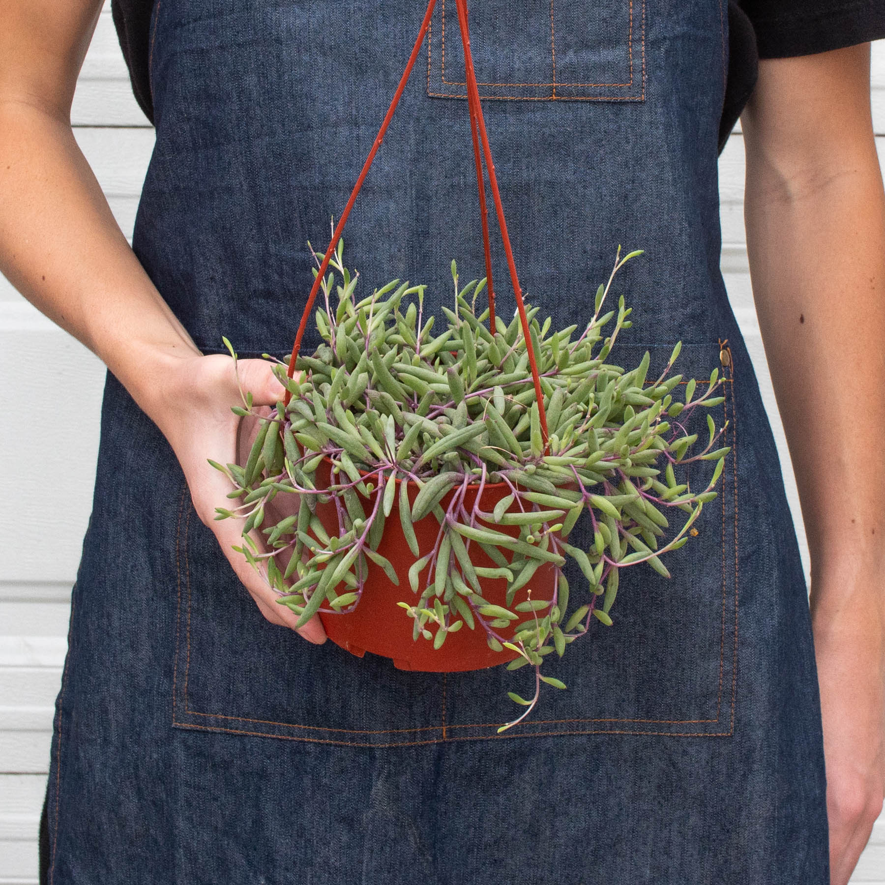 String of Rubies - 6" Pots-The Succulent Source