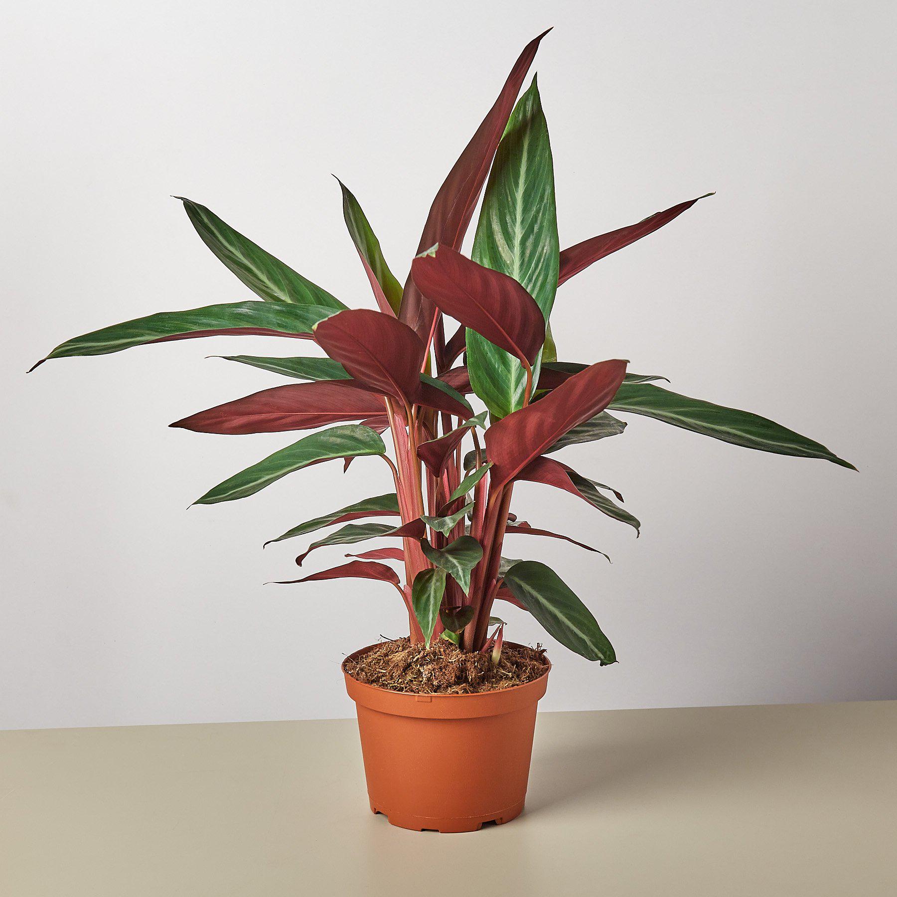 Stromanthe 'Sanguinea'-Indoor Plants-The Succulent Source