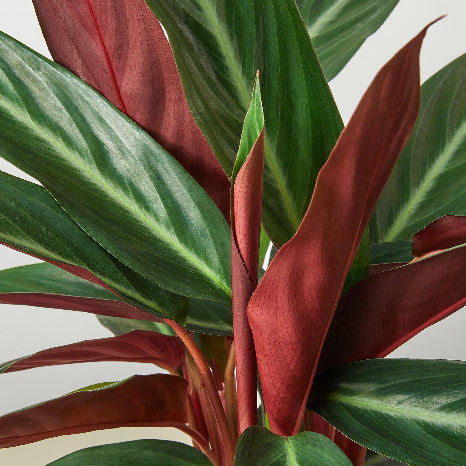 Stromanthe 'Sanguinea'-Indoor Plants-The Succulent Source