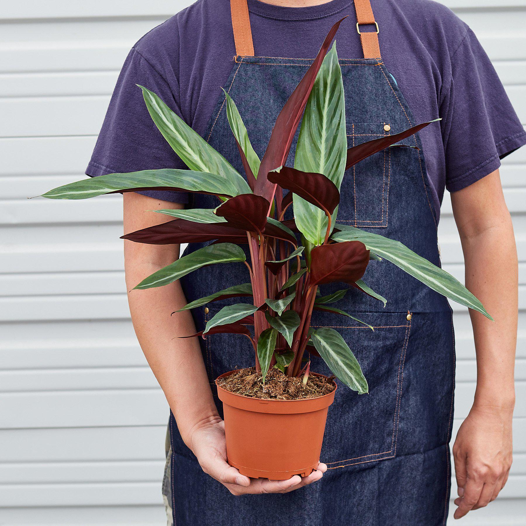Stromanthe 'Sanguinea'-Indoor Plants-The Succulent Source