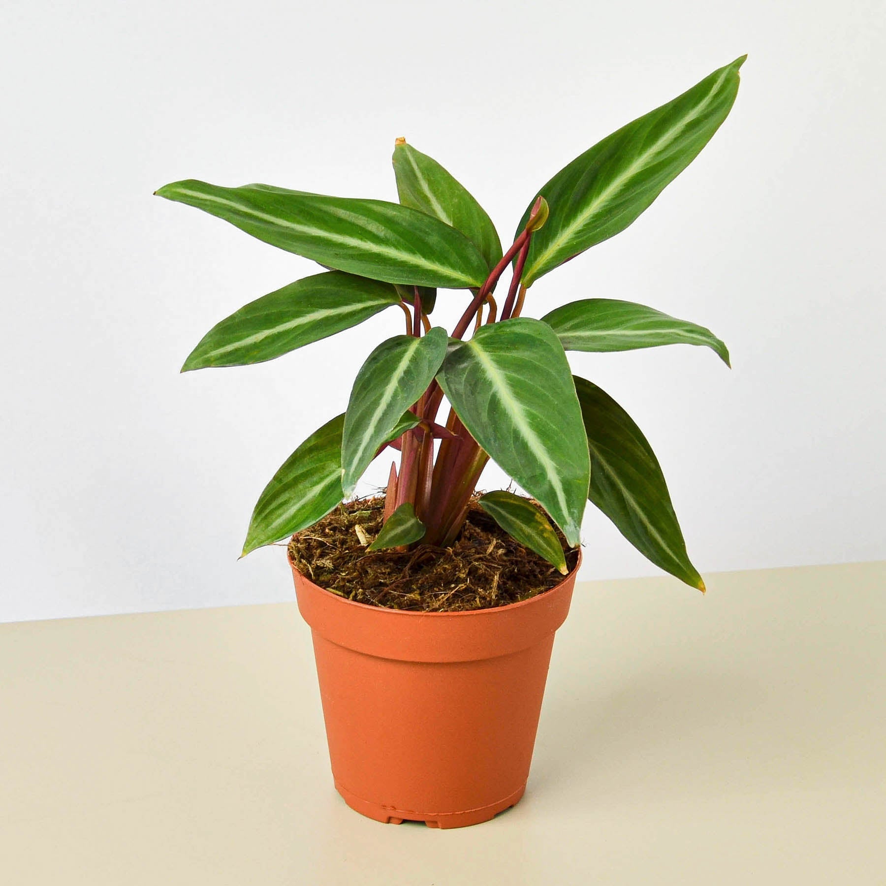 Stromanthe 'Sanguinea'-Indoor Plants-The Succulent Source