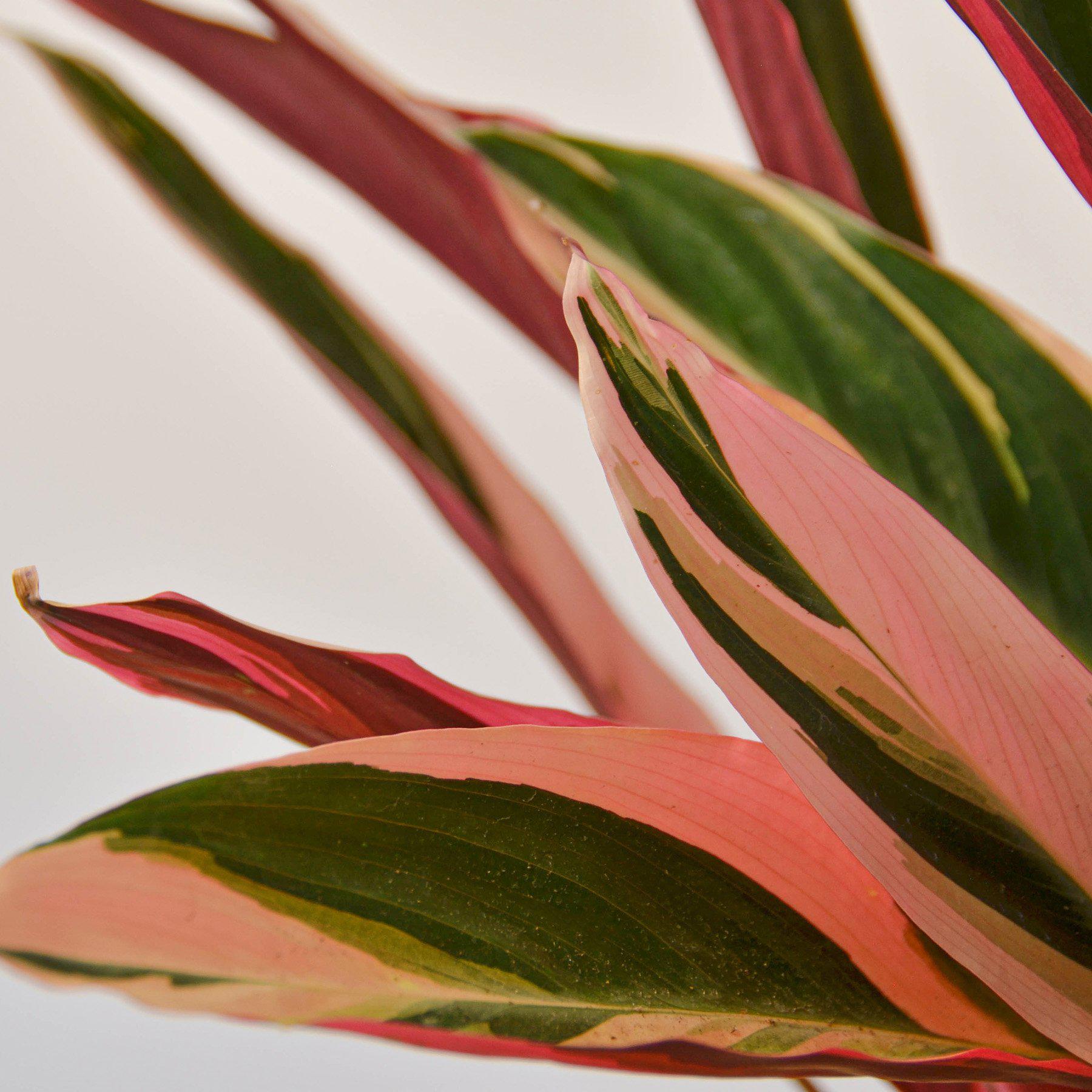 Stromanthe 'Triostar'-Indoor Plants-The Succulent Source