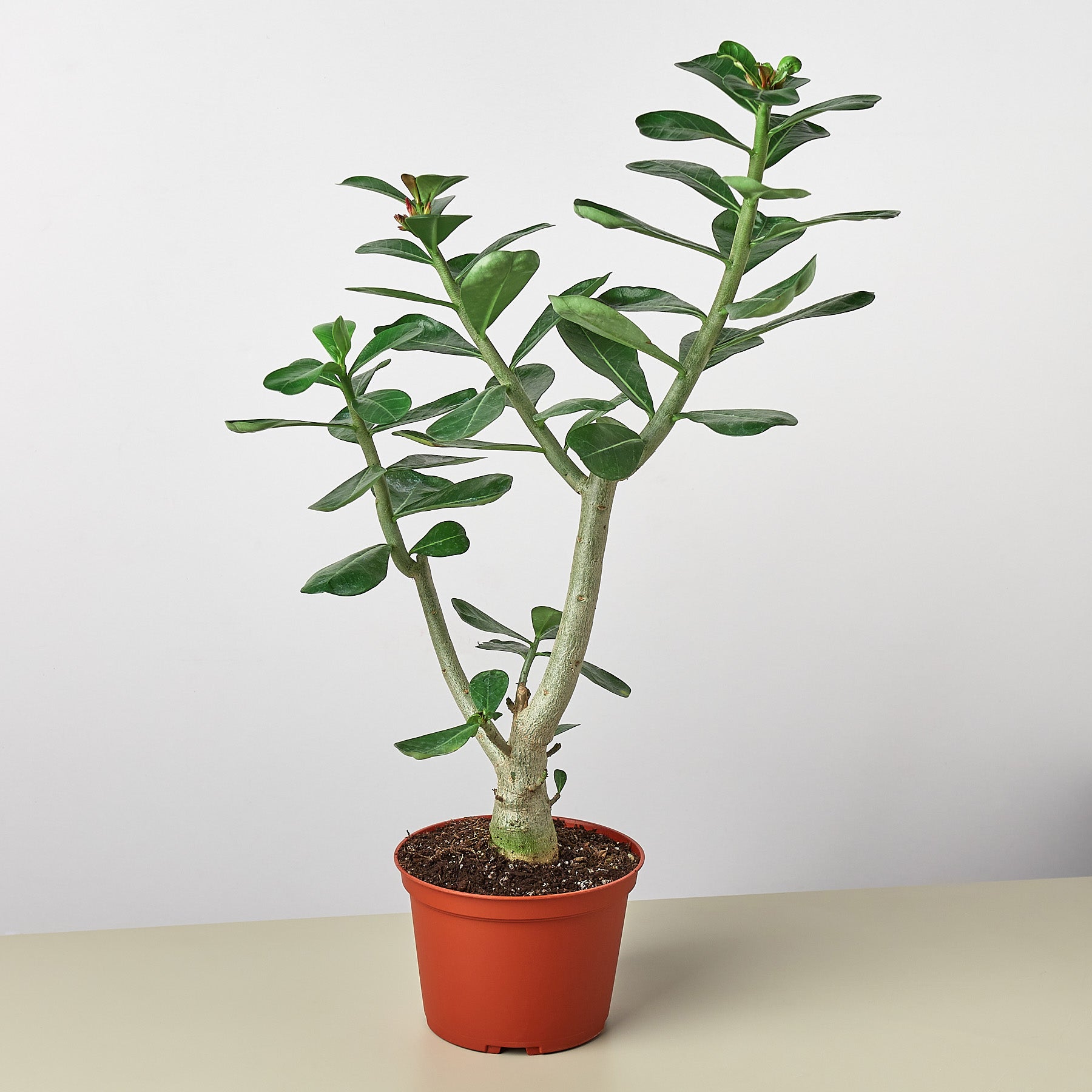 Succulent Adenium Obesum 'Desert Rose'-Succulent-The Succulent Source