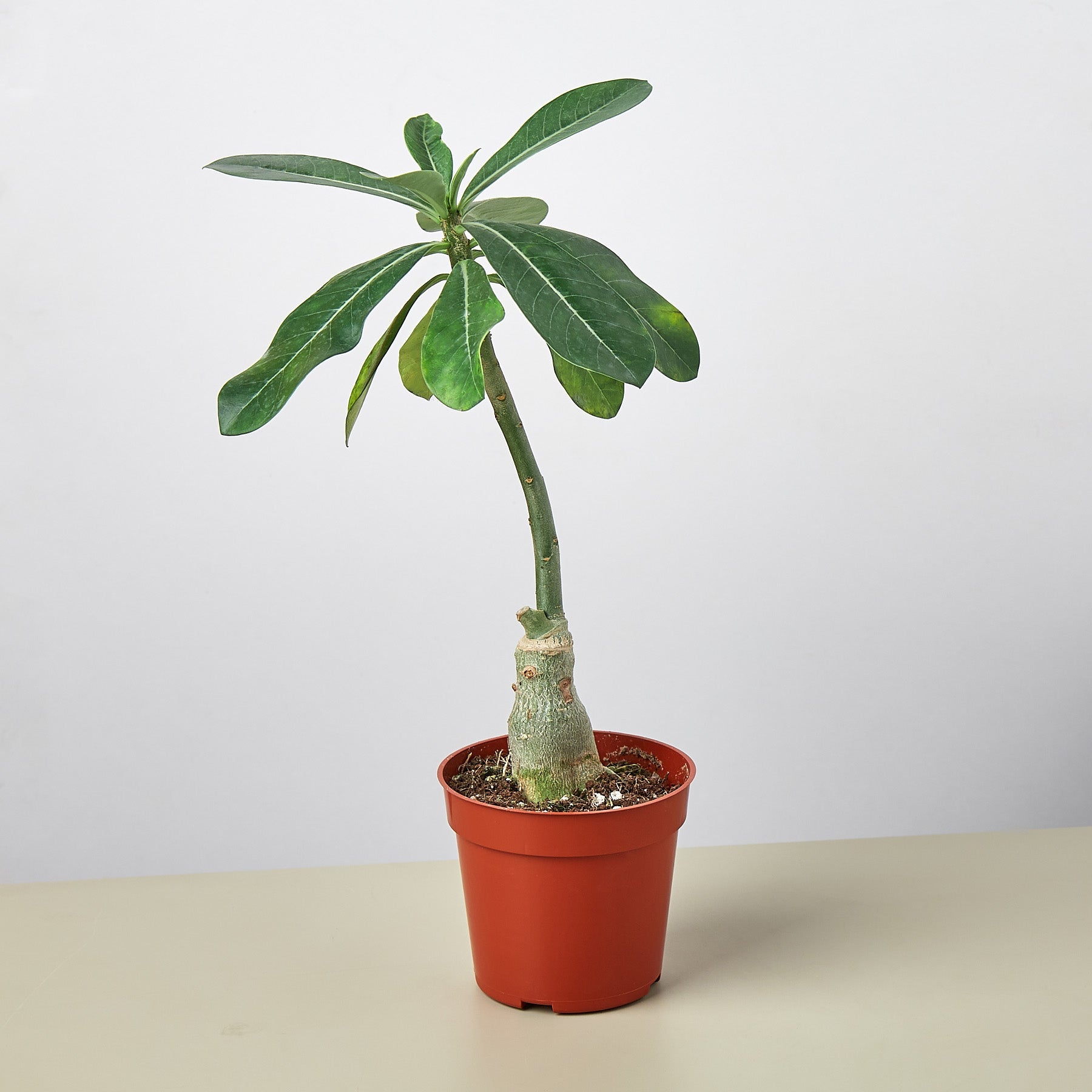 Succulent Adenium Obesum 'Desert Rose'-Succulent-The Succulent Source