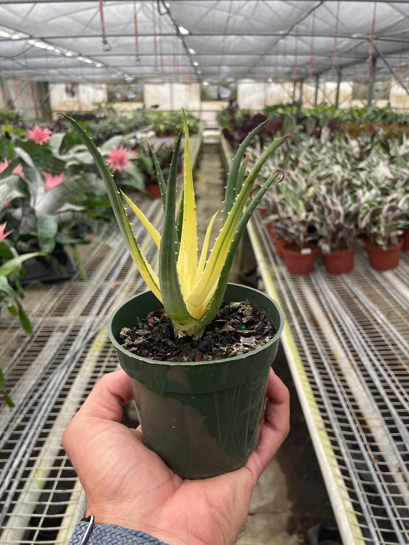 Succulent Aloe Solar Flare-The Succulent Source