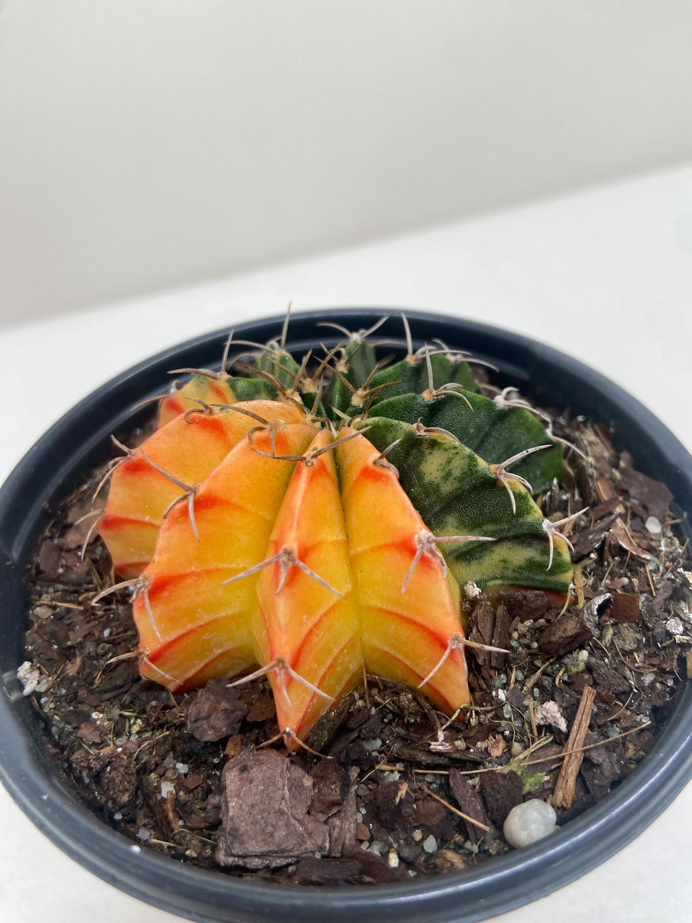Succulent Cactus Color Ball-Indoor Plants-The Succulent Source