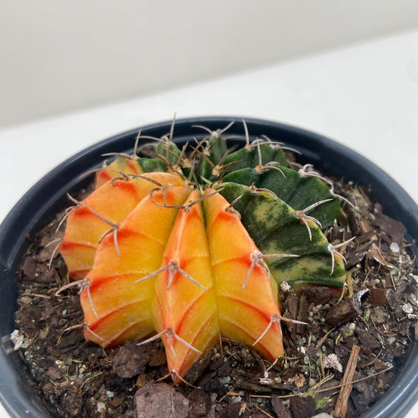 cactus d6 globuli Succulent Cactus Color Ball