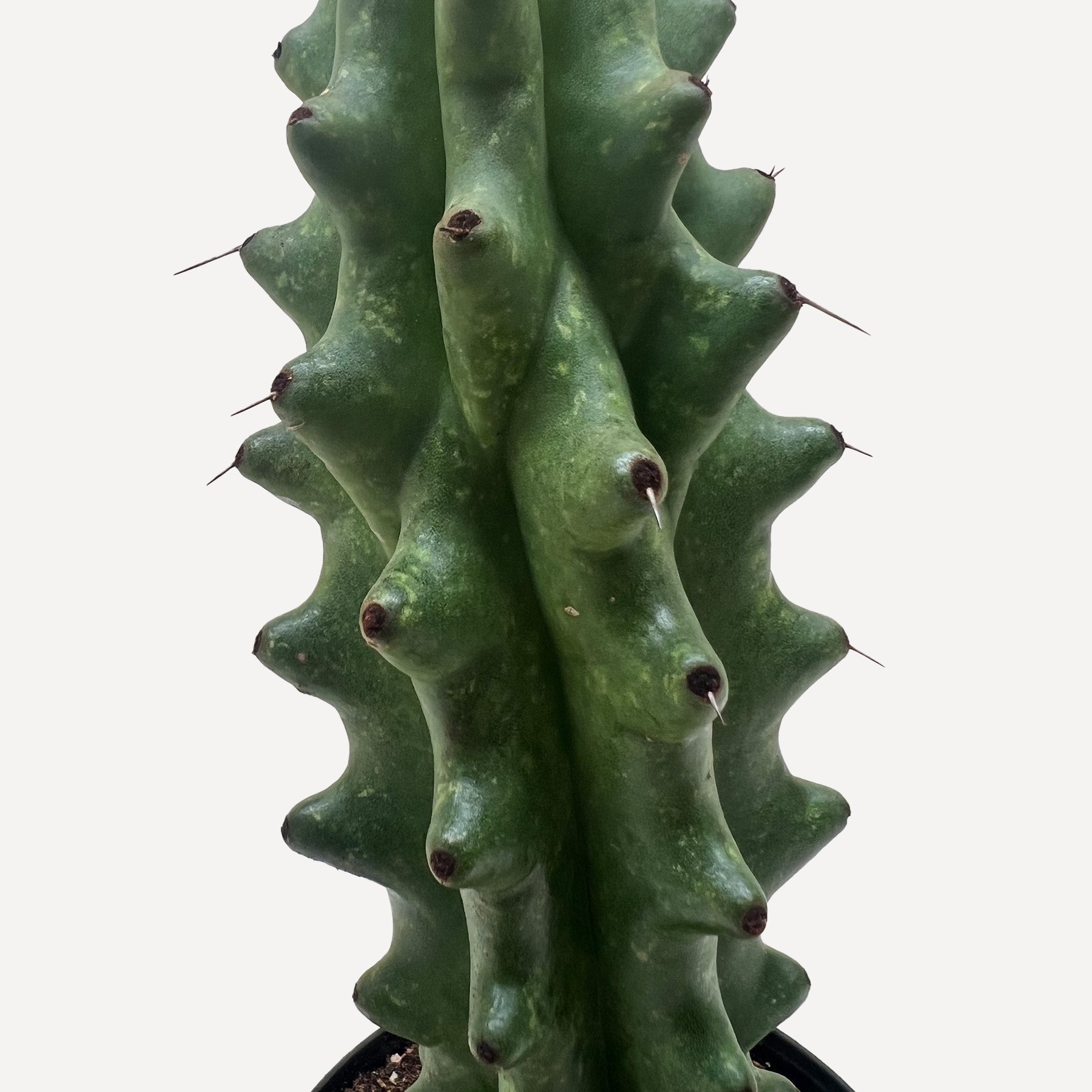 Succulent Cactus Ghost White Boobie-The Succulent Source