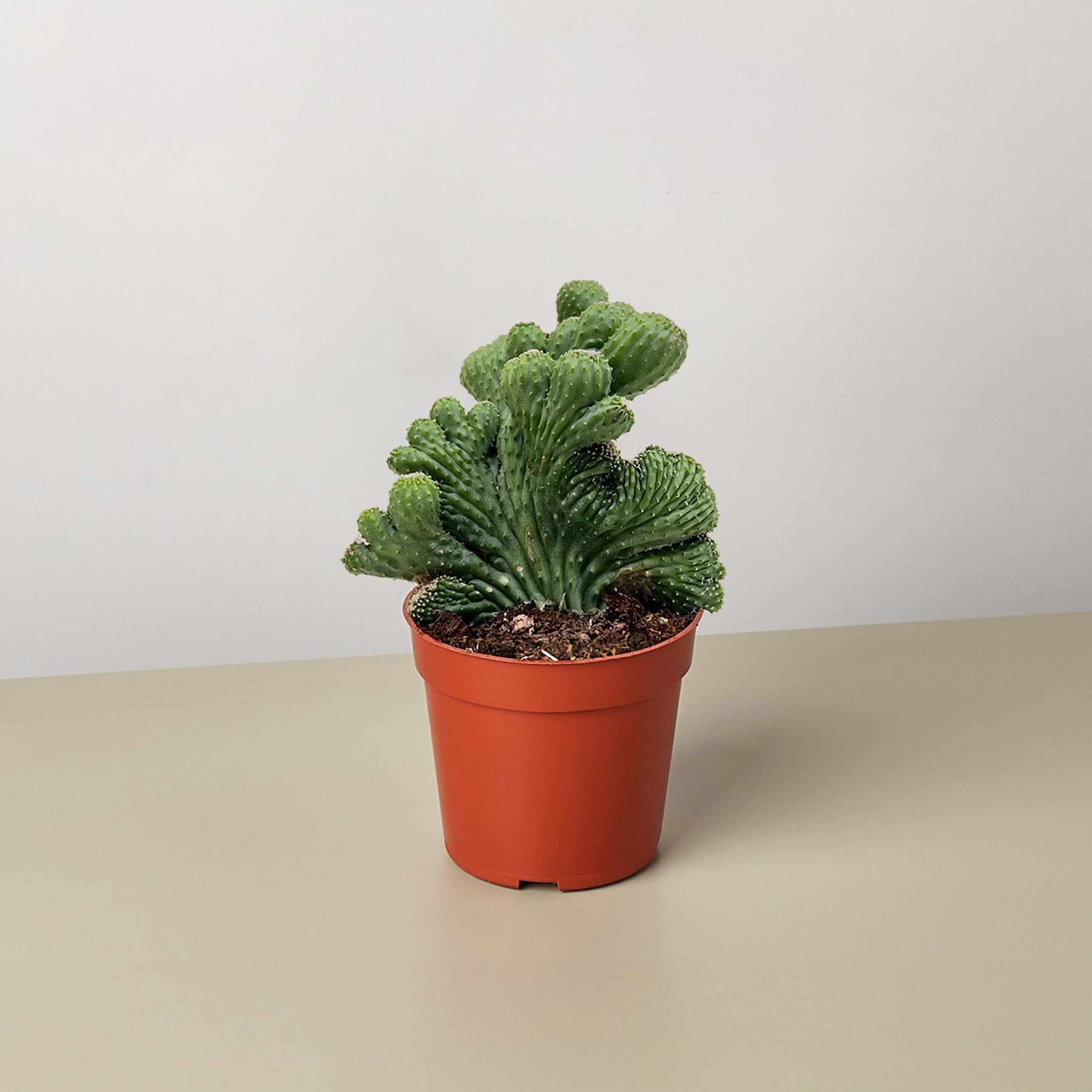 Succulent Cereus Coral Green-The Succulent Source