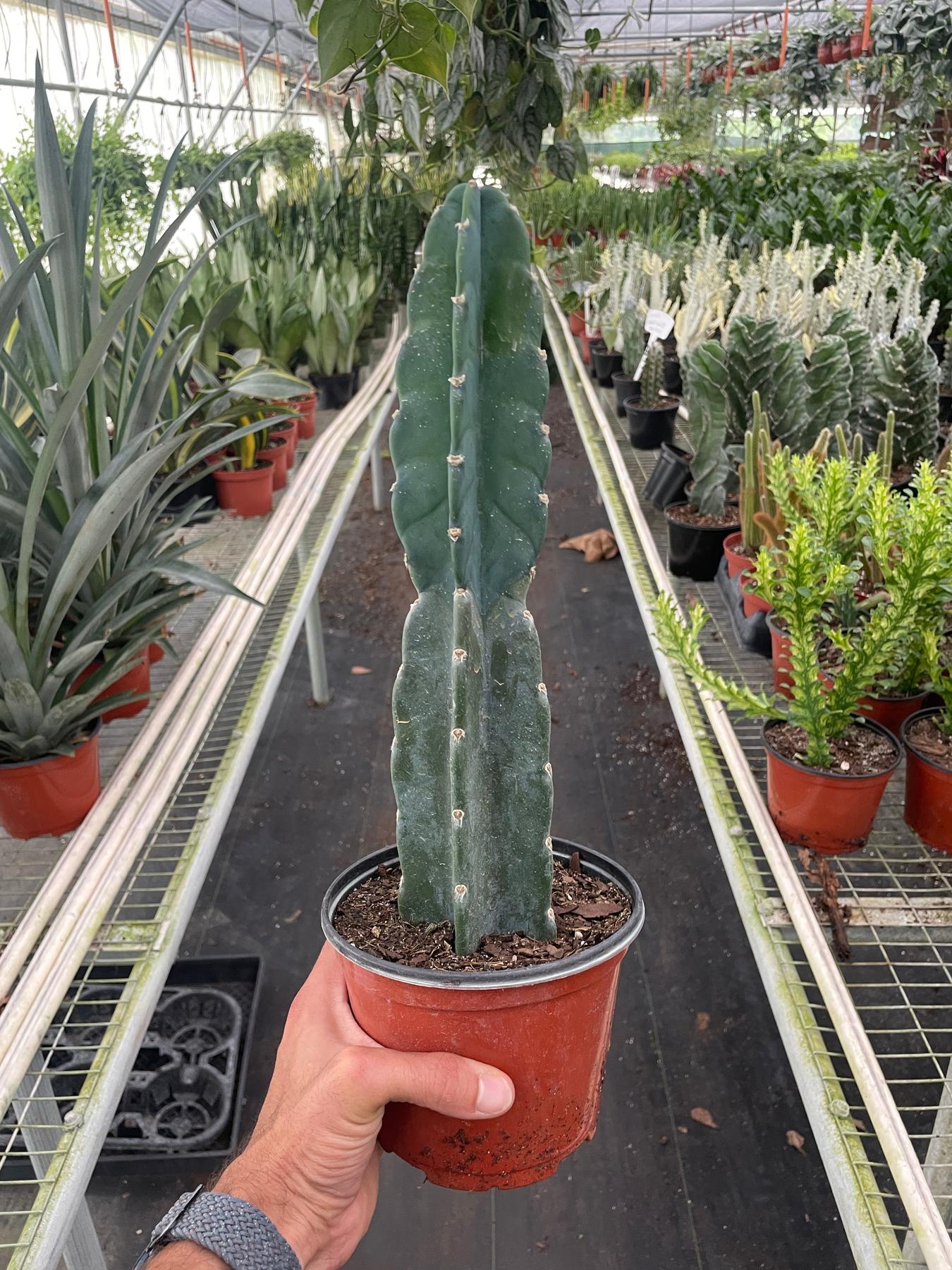 Succulent Cereus Cuddly Cactus-The Succulent Source