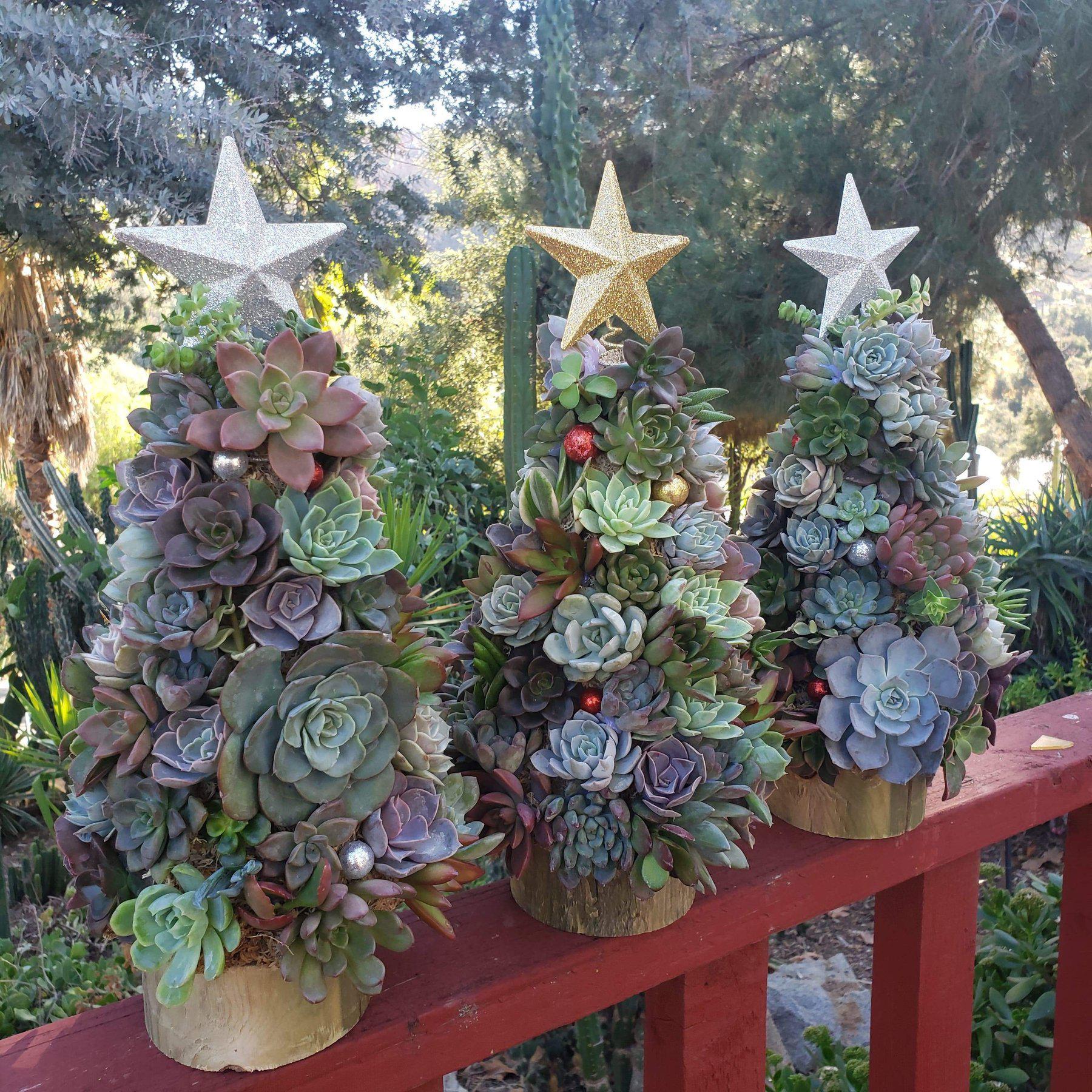 Succulent Christmas Tree: "Everything but the presents" DIY Kit