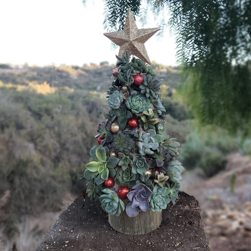 Succulent Christmas Tree: "Everything but the presents"-Succulent - Cutting-The Succulent Source