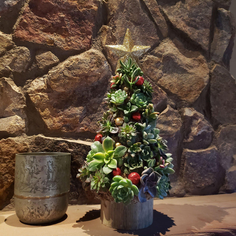 Succulent Christmas Tree: "Everything but the presents"-Succulent - Cutting-The Succulent Source