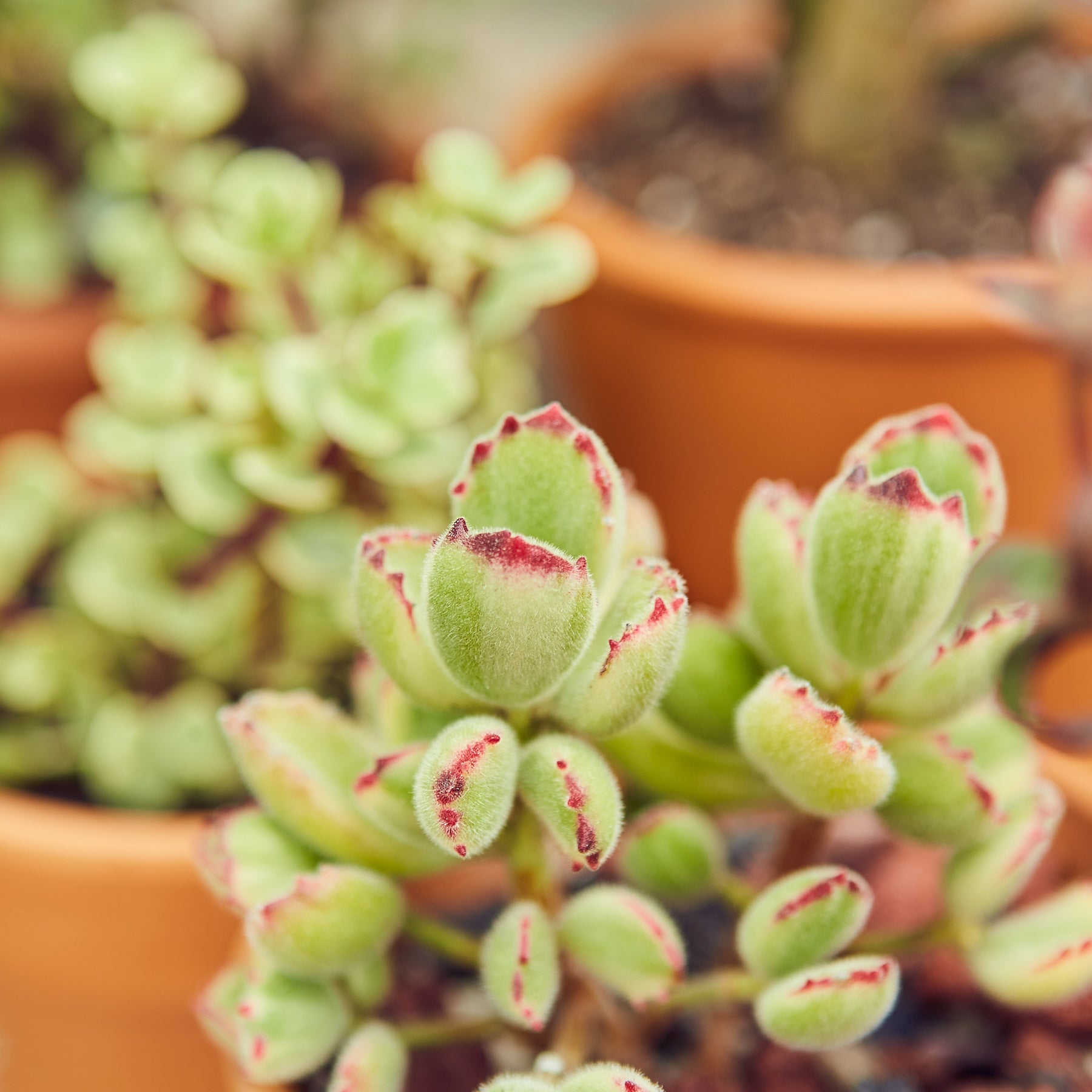 bear paw succulent Succulent Cotyledon 'Bear Paw'