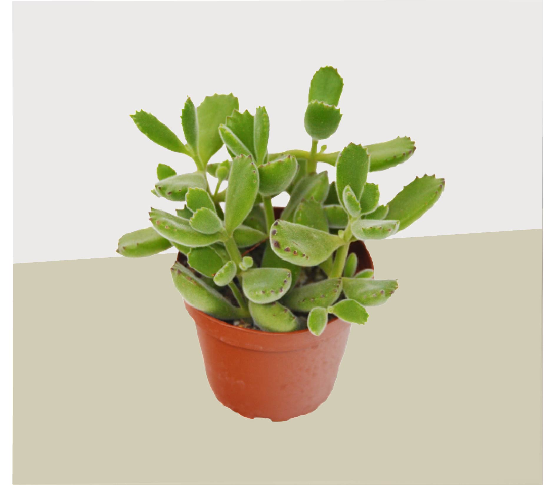 bear paw succulent near me Succulent Cotyledon 'Bear Paw'