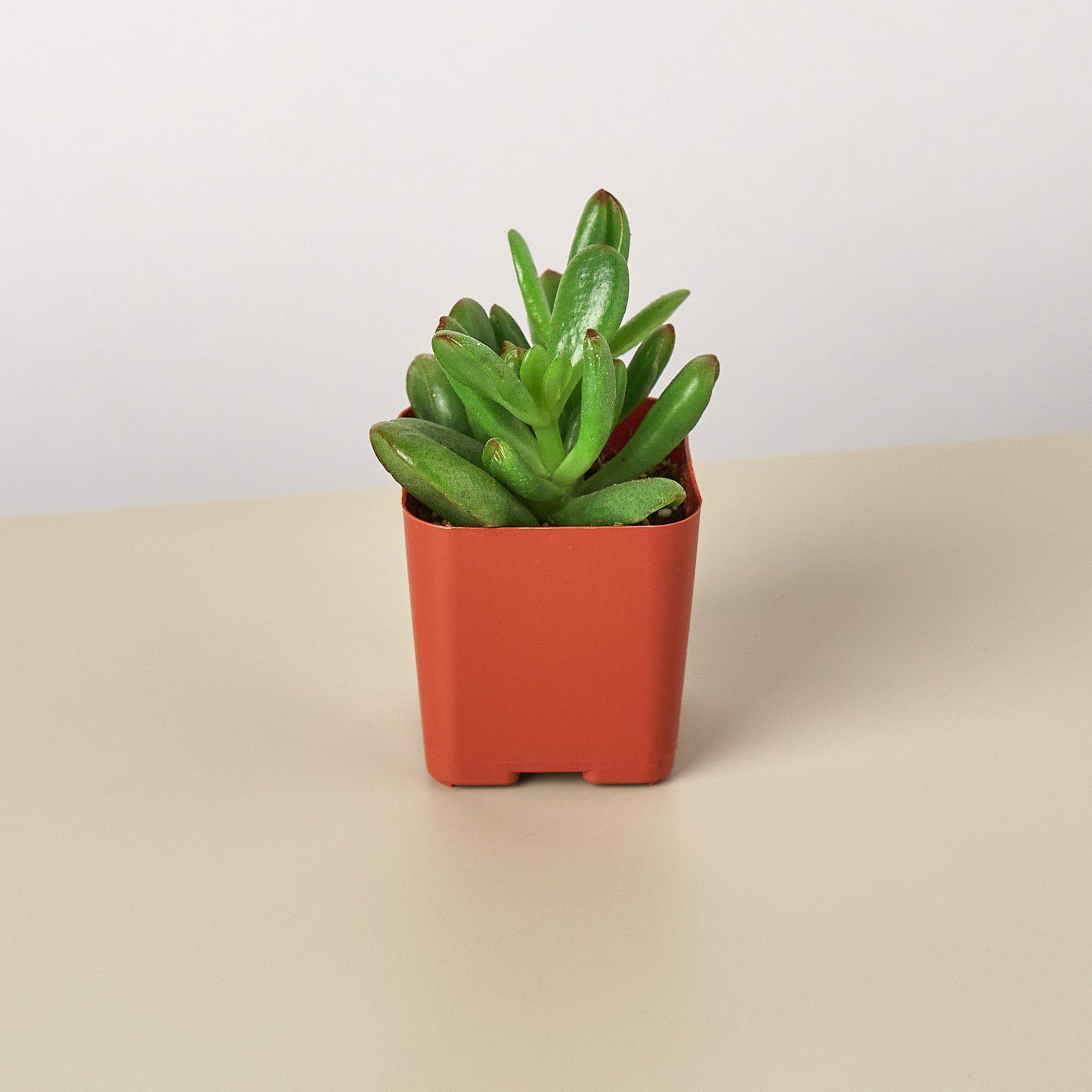 Succulent Crassula 'Jade'-Succulent-The Succulent Source