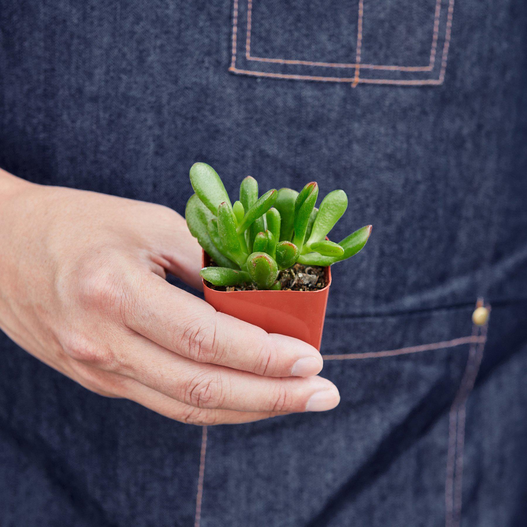 Succulent Crassula 'Jade'-Succulent-The Succulent Source