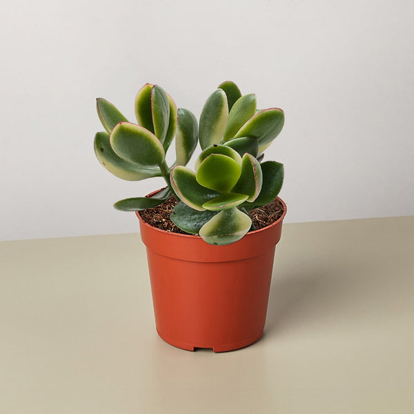 faux potted jade plant Succulent Crassula Jade Variegated