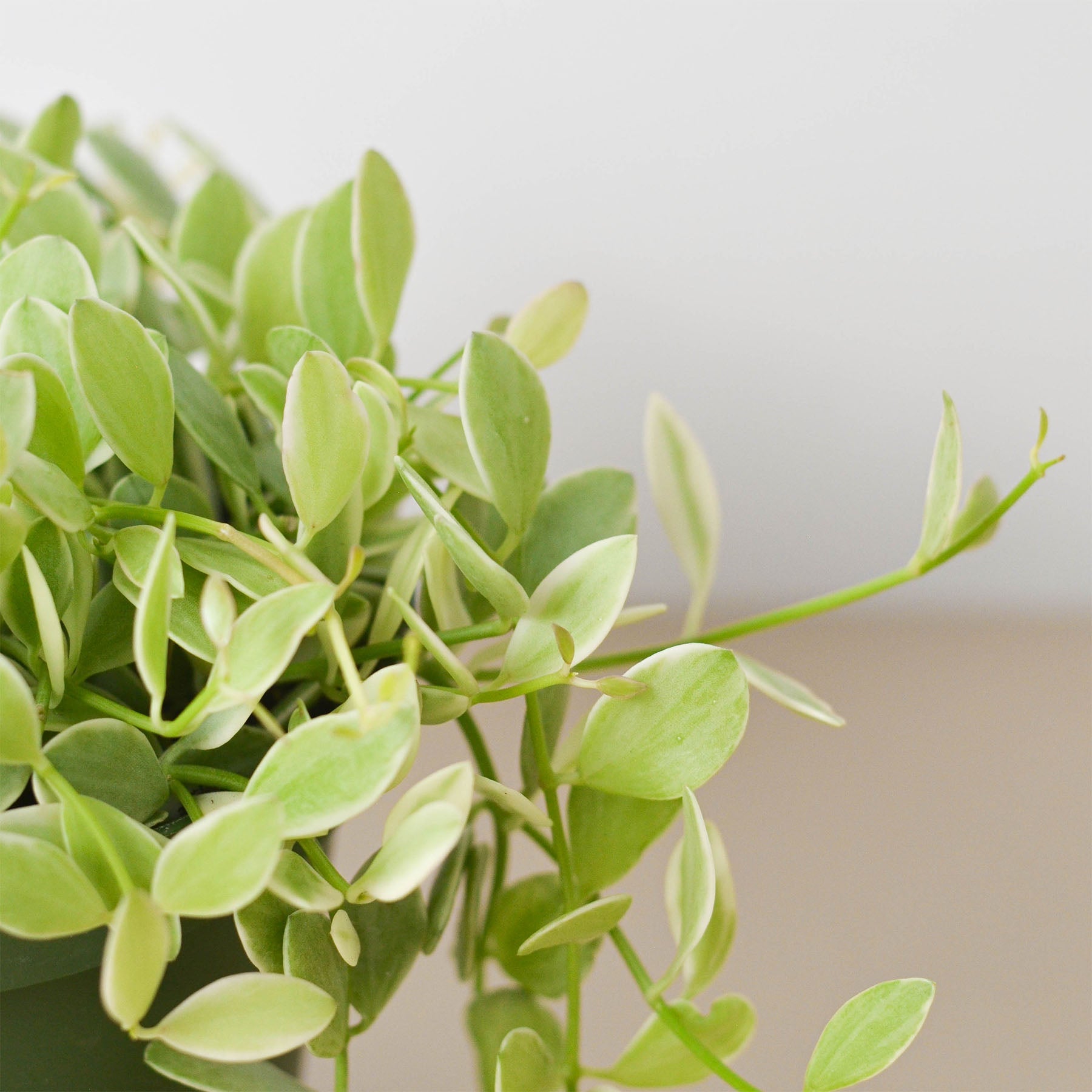 Succulent Dischidia Cascade-Succulent-The Succulent Source