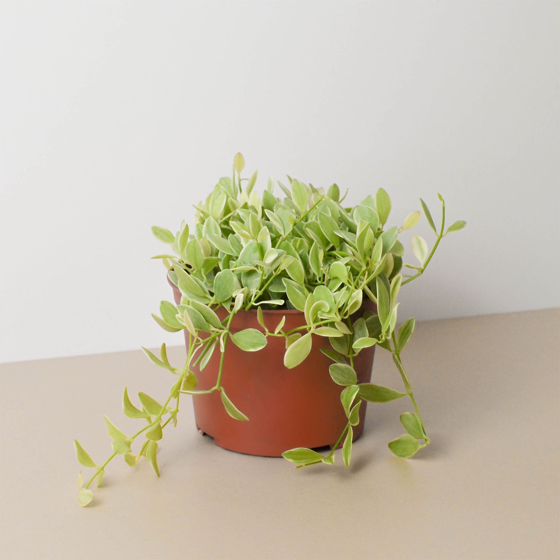 Succulent Dischidia Cascade-Succulent-The Succulent Source