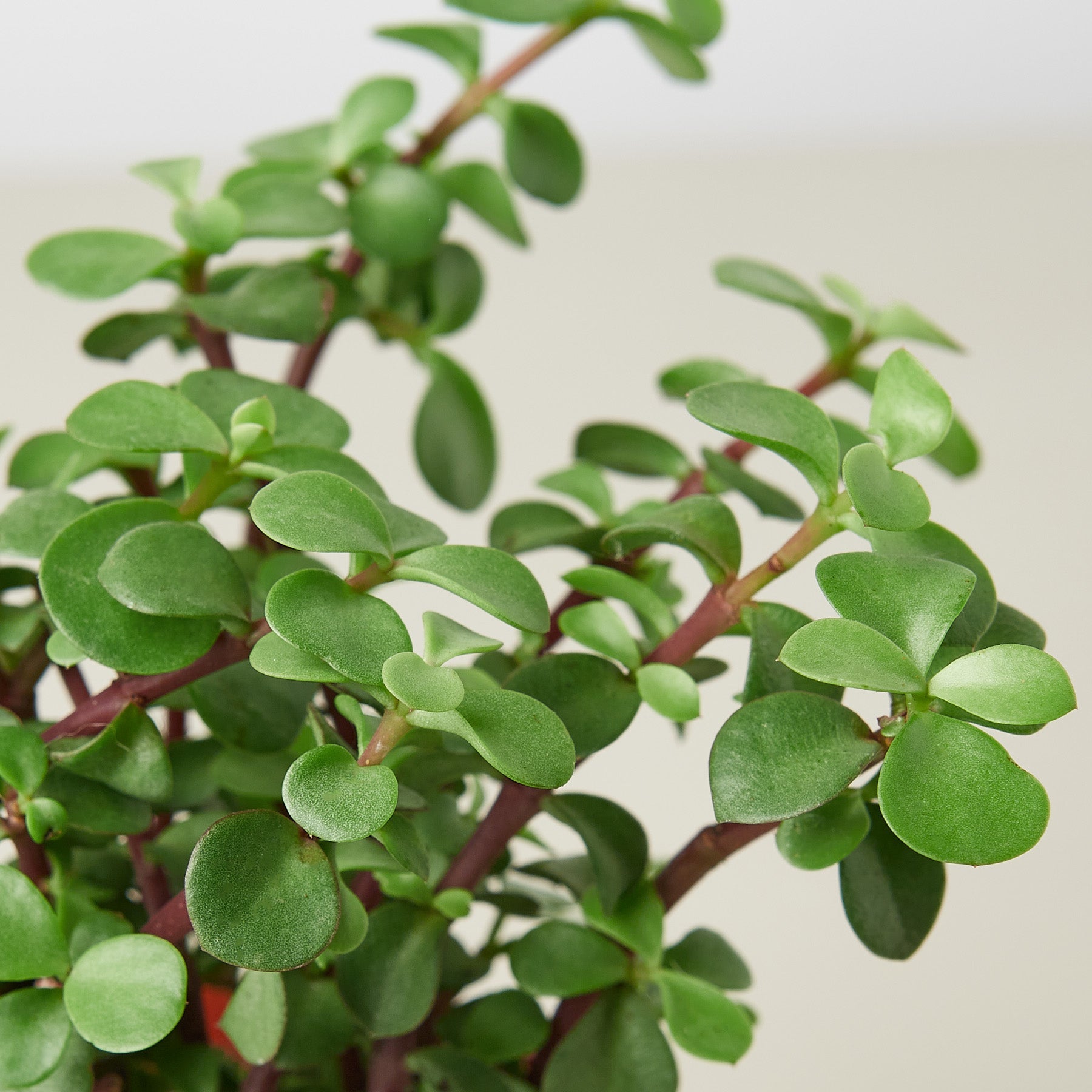 Succulent 'Elephant Bush'-Succulent-The Succulent Source