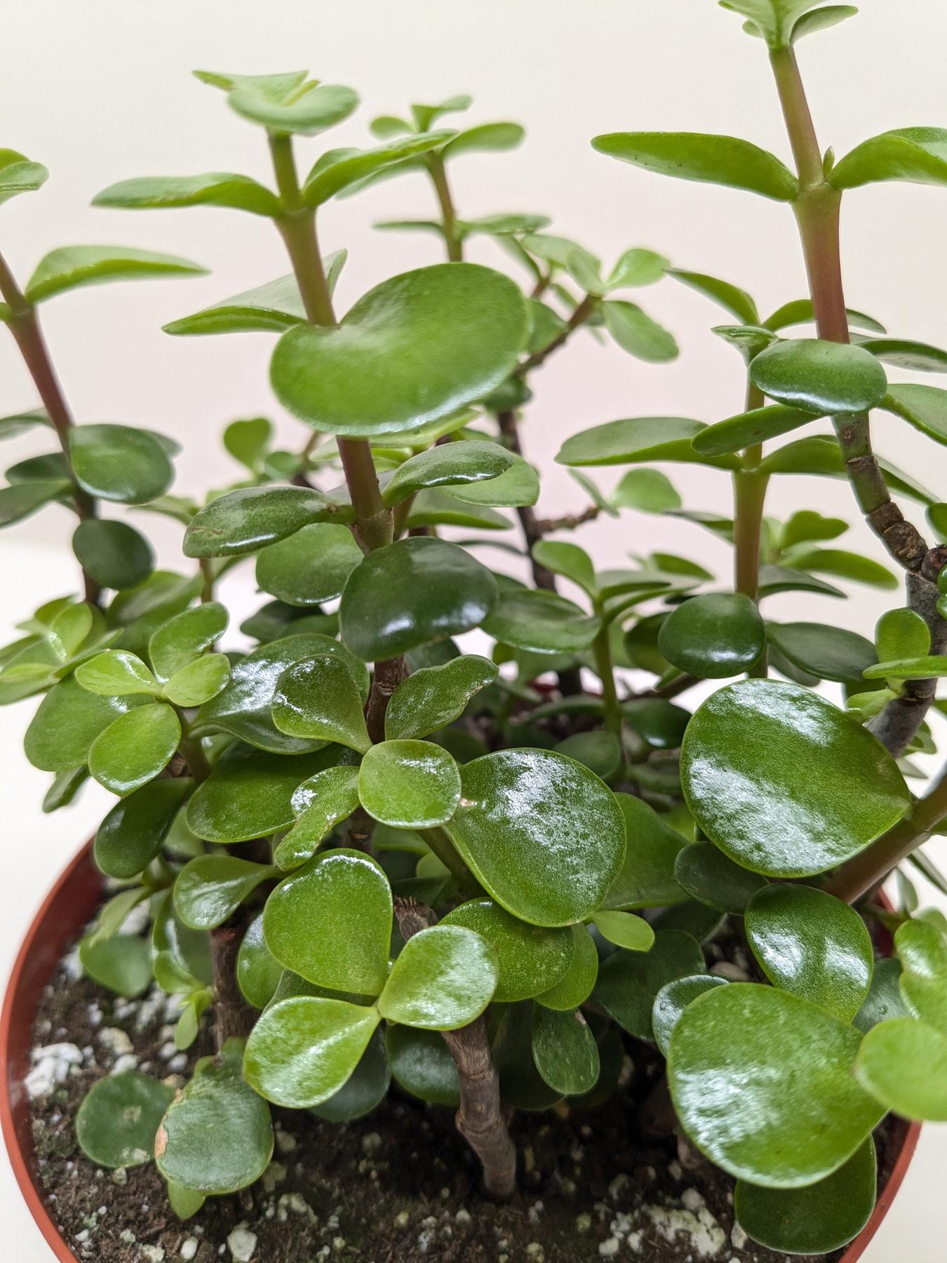 Succulent 'Elephant Bush'-Succulent-The Succulent Source