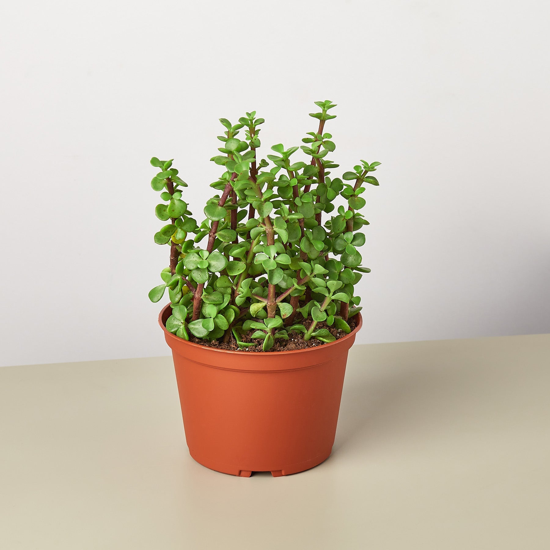 Succulent 'Elephant Bush'-Succulent-The Succulent Source