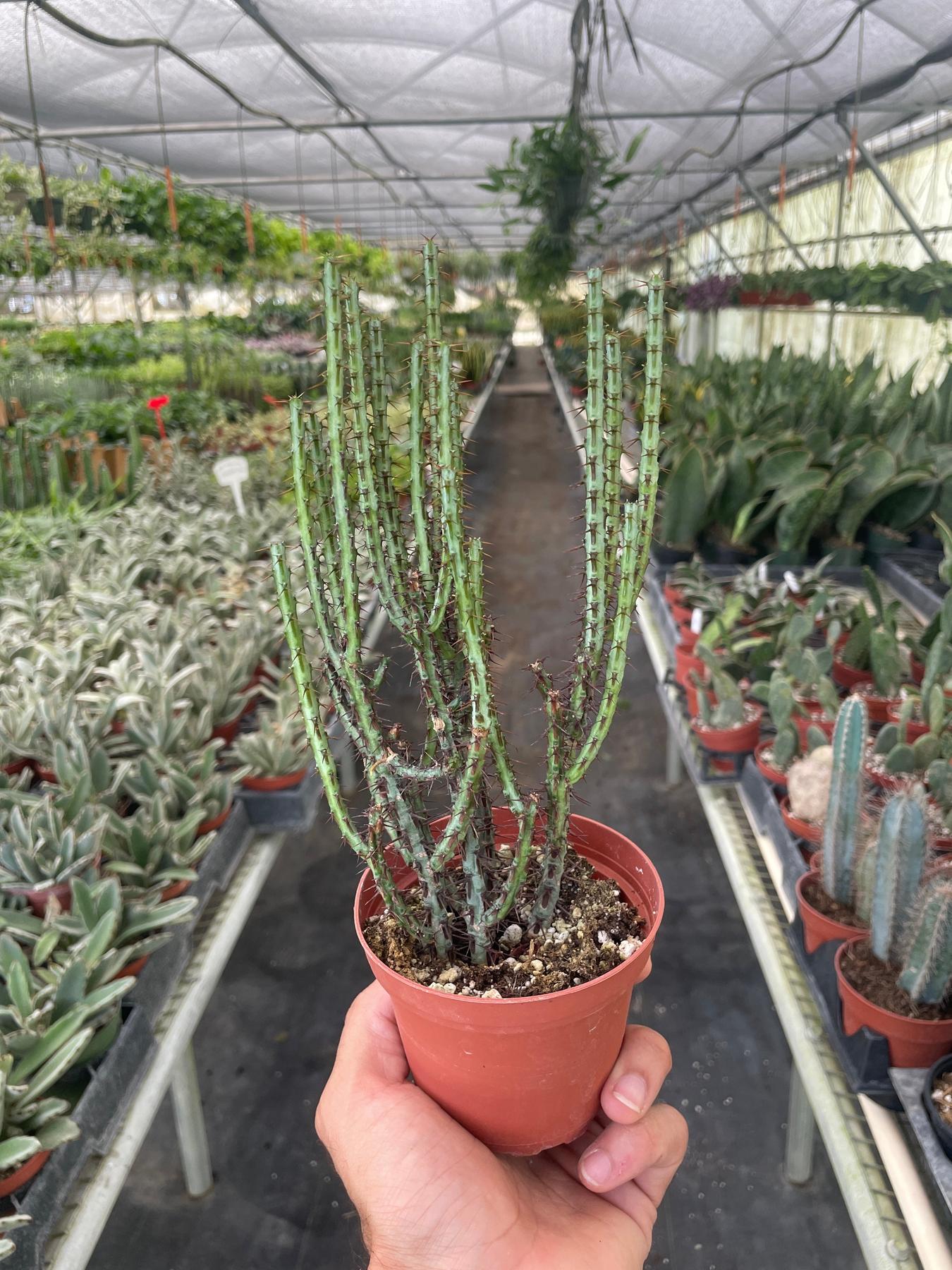 Succulent Euphorbia Aeruginosa-The Succulent Source