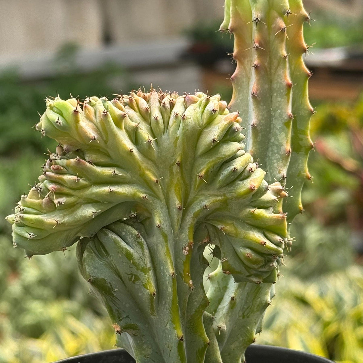 Succulent Euphorbia Lactea 'Mermaid Tail'-The Succulent Source