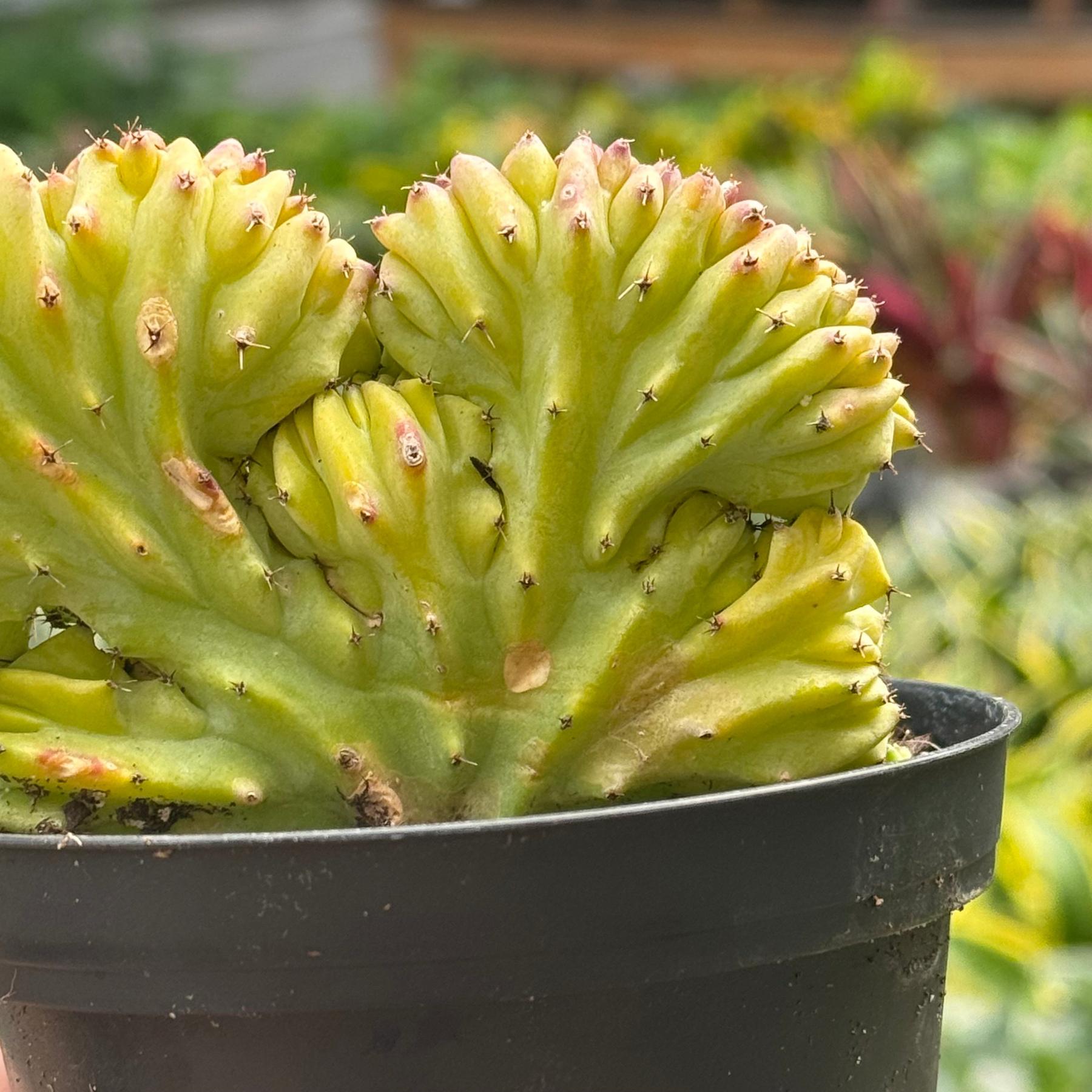 Succulent Euphorbia Lactea 'Mermaid Tail'-The Succulent Source