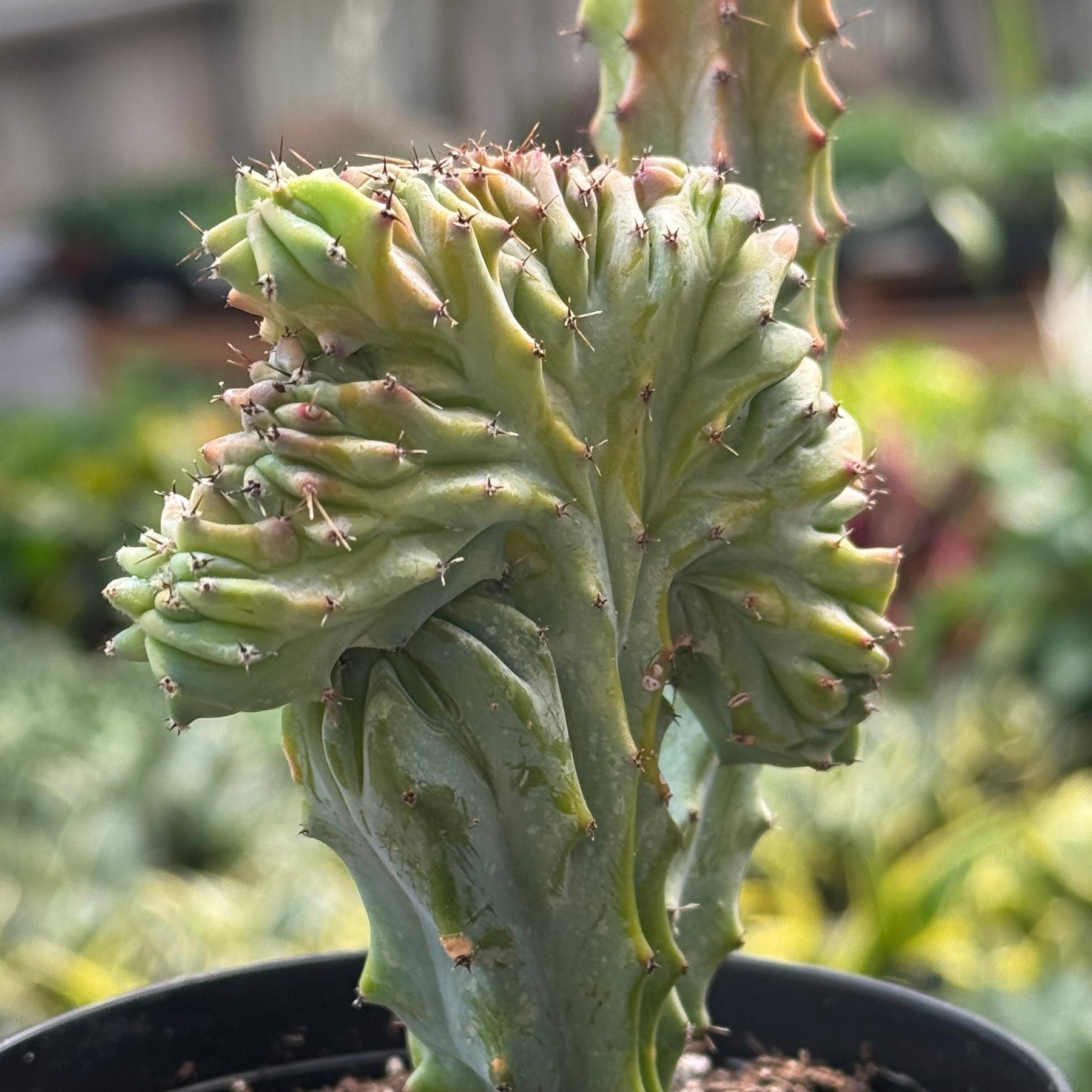 Succulent Euphorbia Lactea 'Mermaid Tail'-The Succulent Source