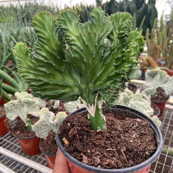 succulent that looks like mermaid tail Succulent Euphorbia Lactea Mermaid Tail