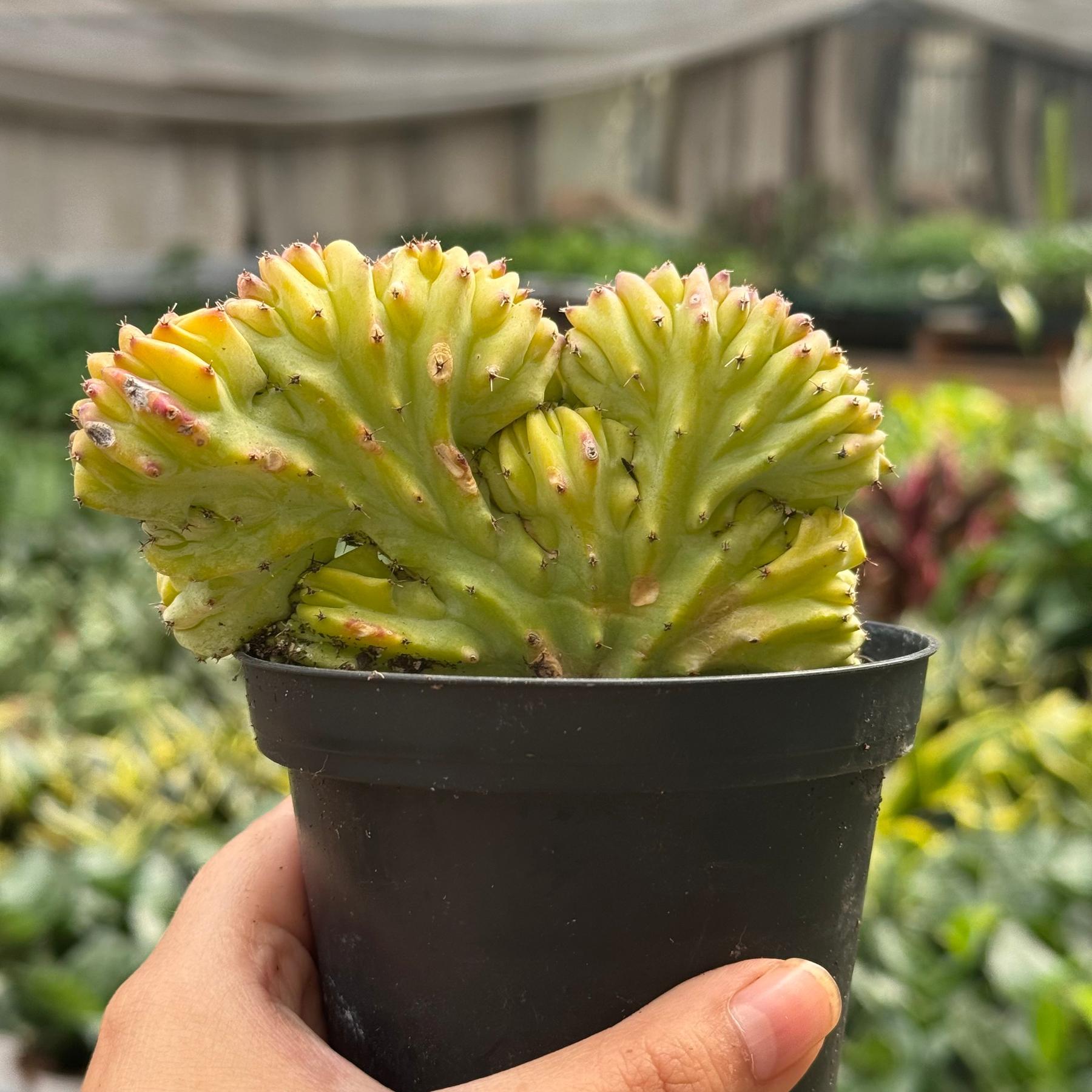 Succulent Euphorbia Lactea 'Mermaid Tail'-The Succulent Source