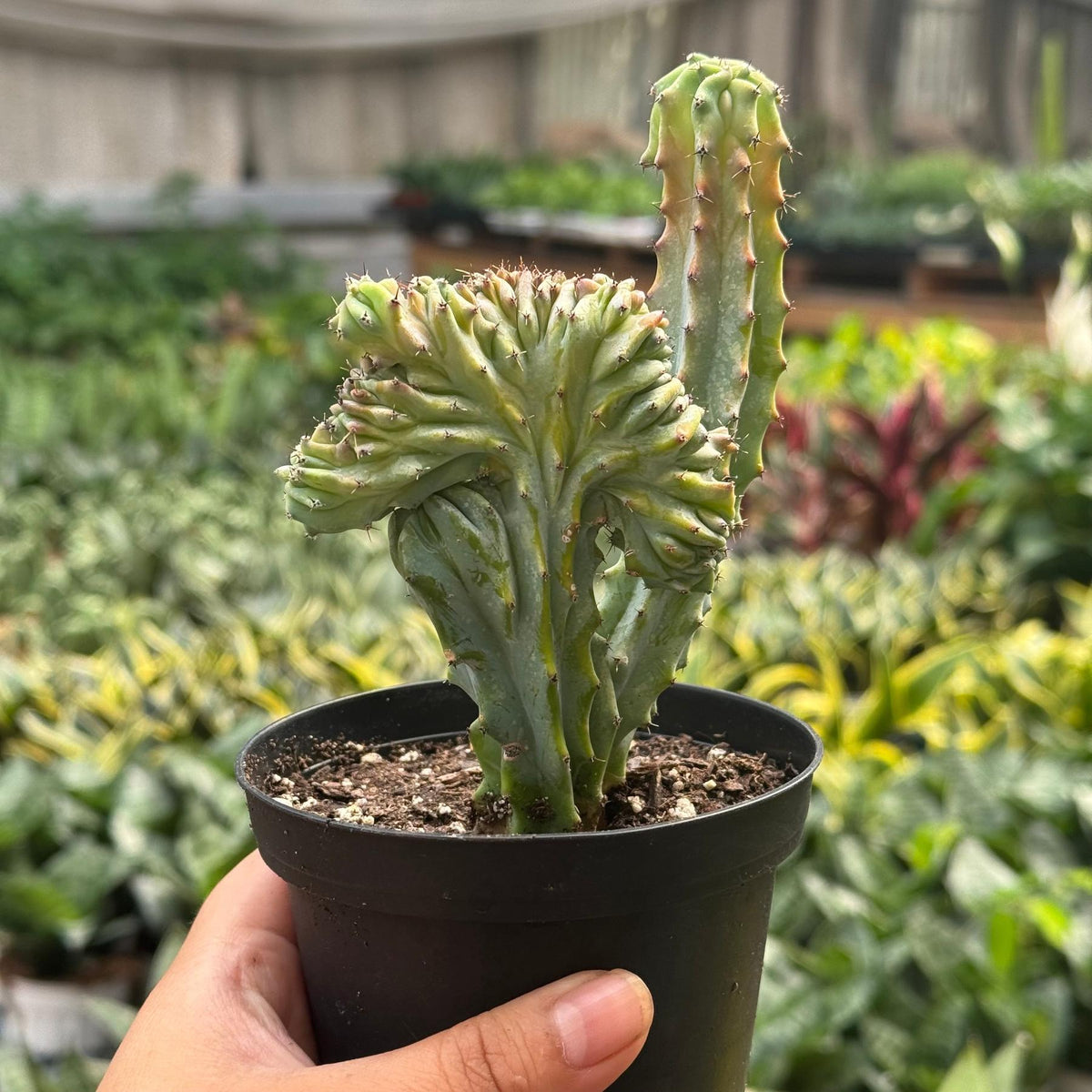 Succulent Euphorbia Lactea 'Mermaid Tail'-The Succulent Source