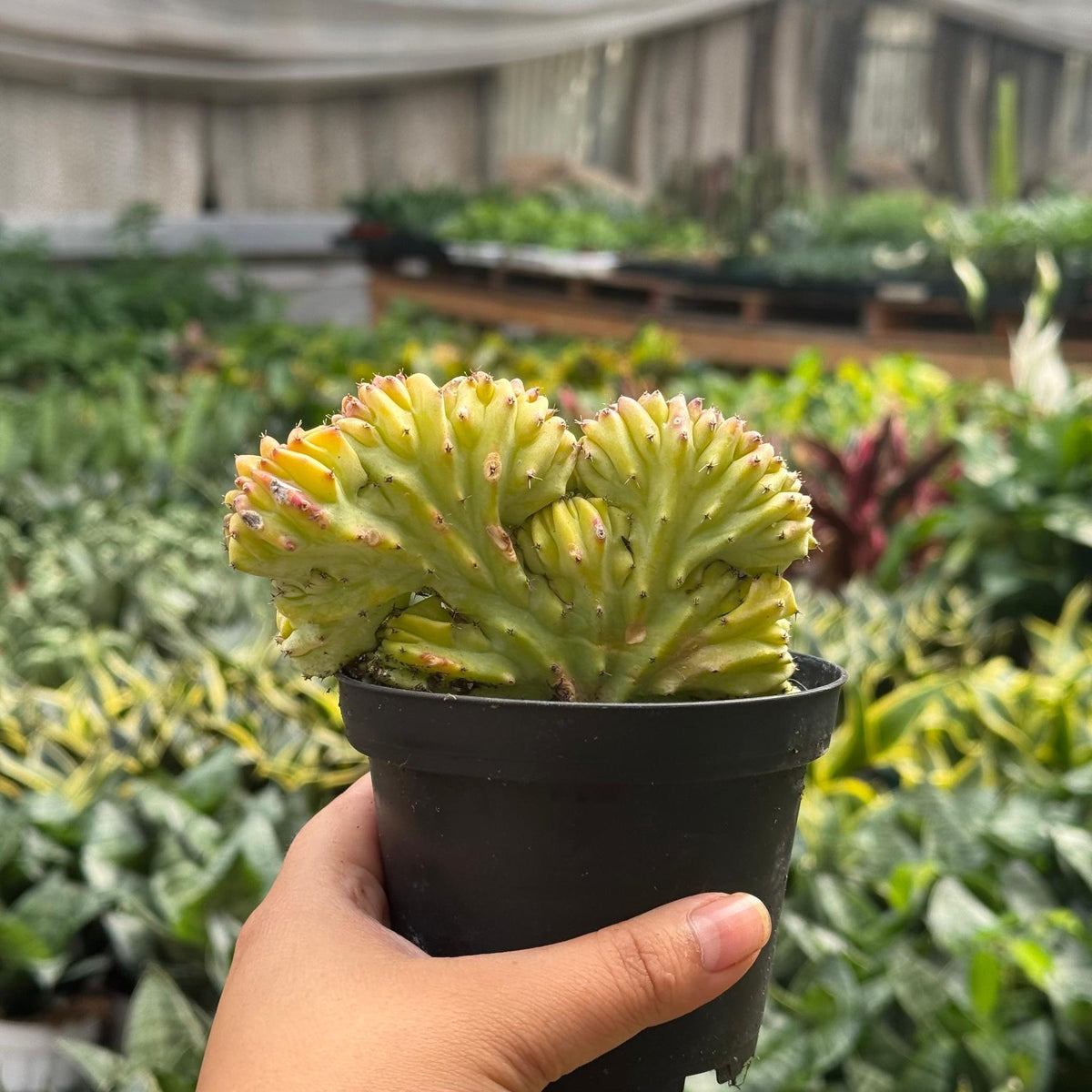 Succulent Euphorbia Lactea 'Mermaid Tail'-The Succulent Source