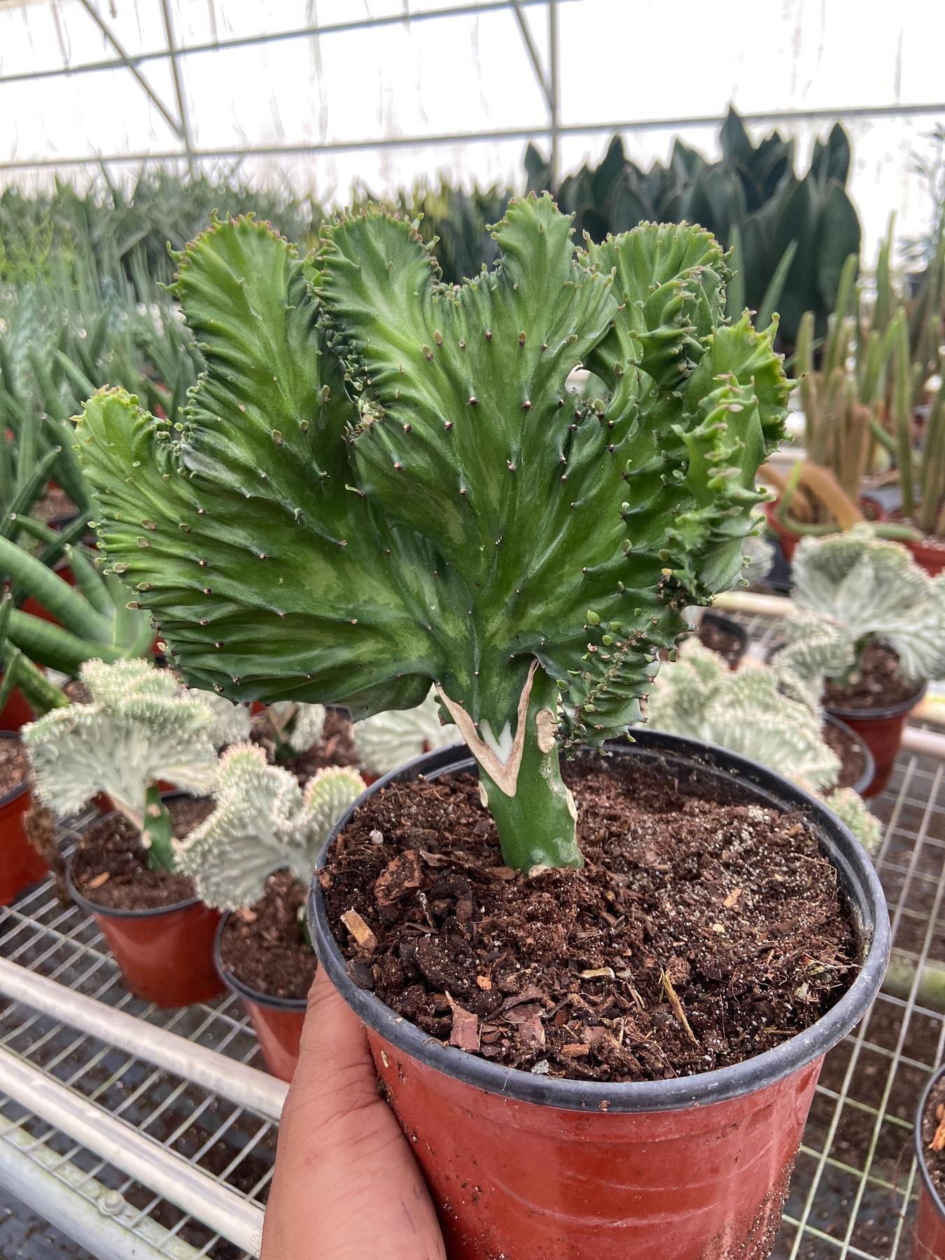 Succulent Euphorbia Lactea Mermaid Tail-The Succulent Source