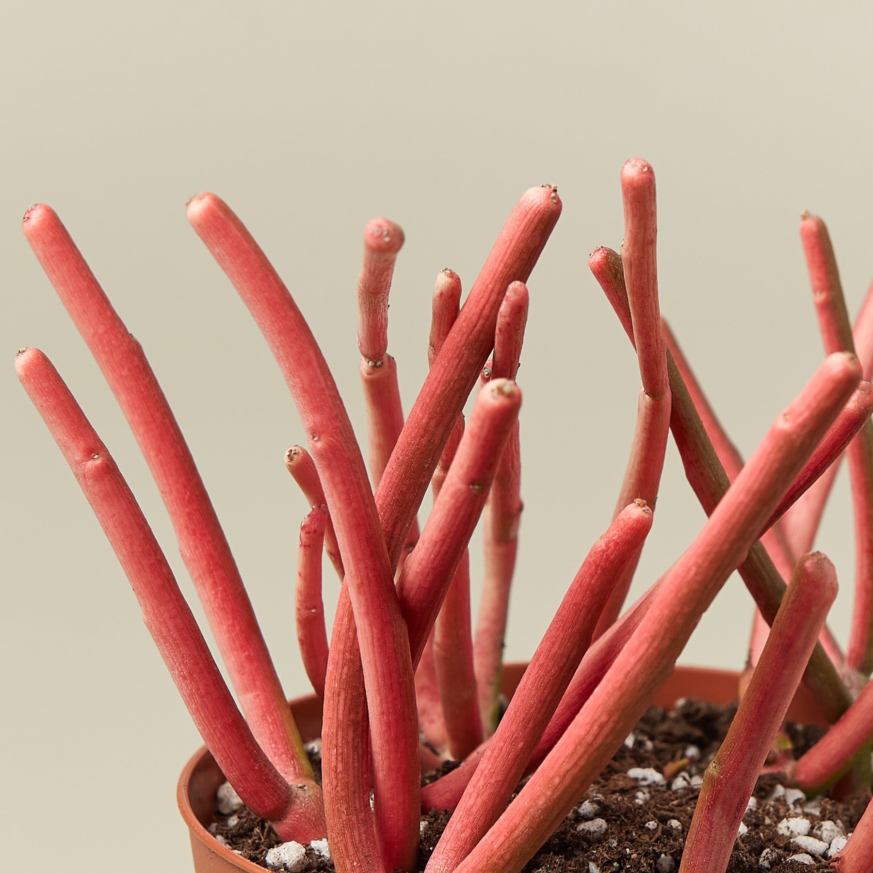 Succulent Euphorbia Tirucalli 'Fire Sticks'-Succulent-The Succulent Source