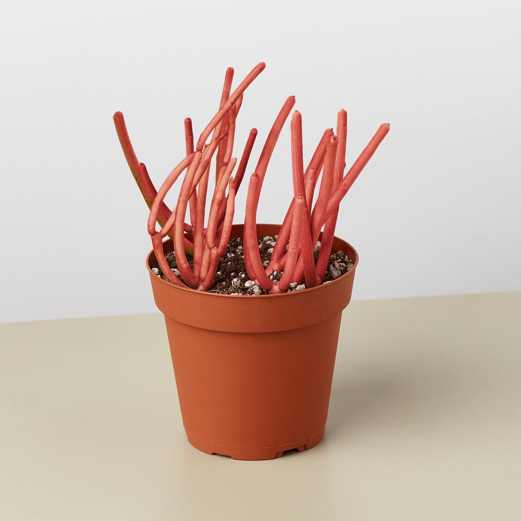 Succulent Euphorbia Tirucalli 'Fire Sticks'-Succulent-The Succulent Source