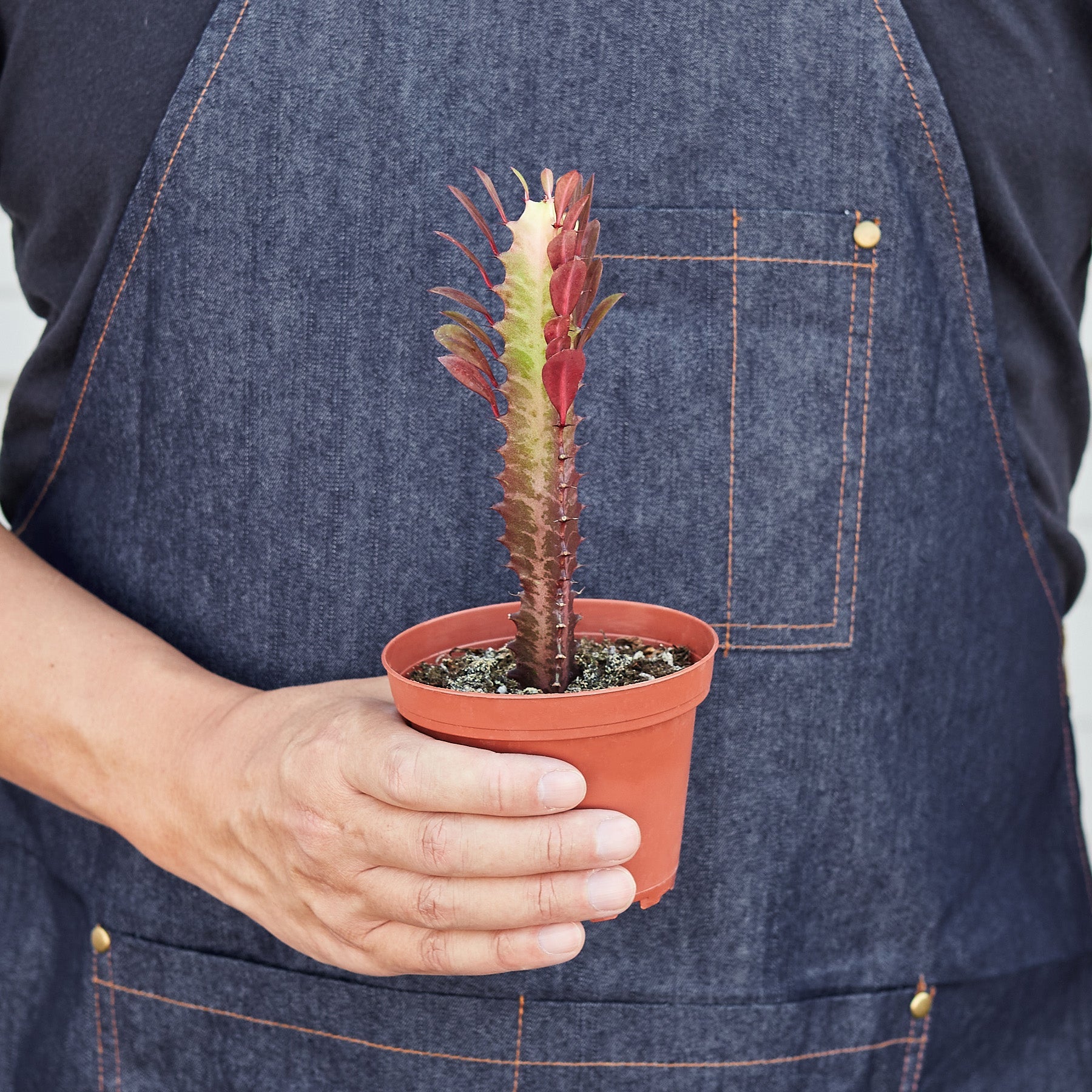 Succulent Euphorbia 'Trigona Rubra'-Succulent-The Succulent Source