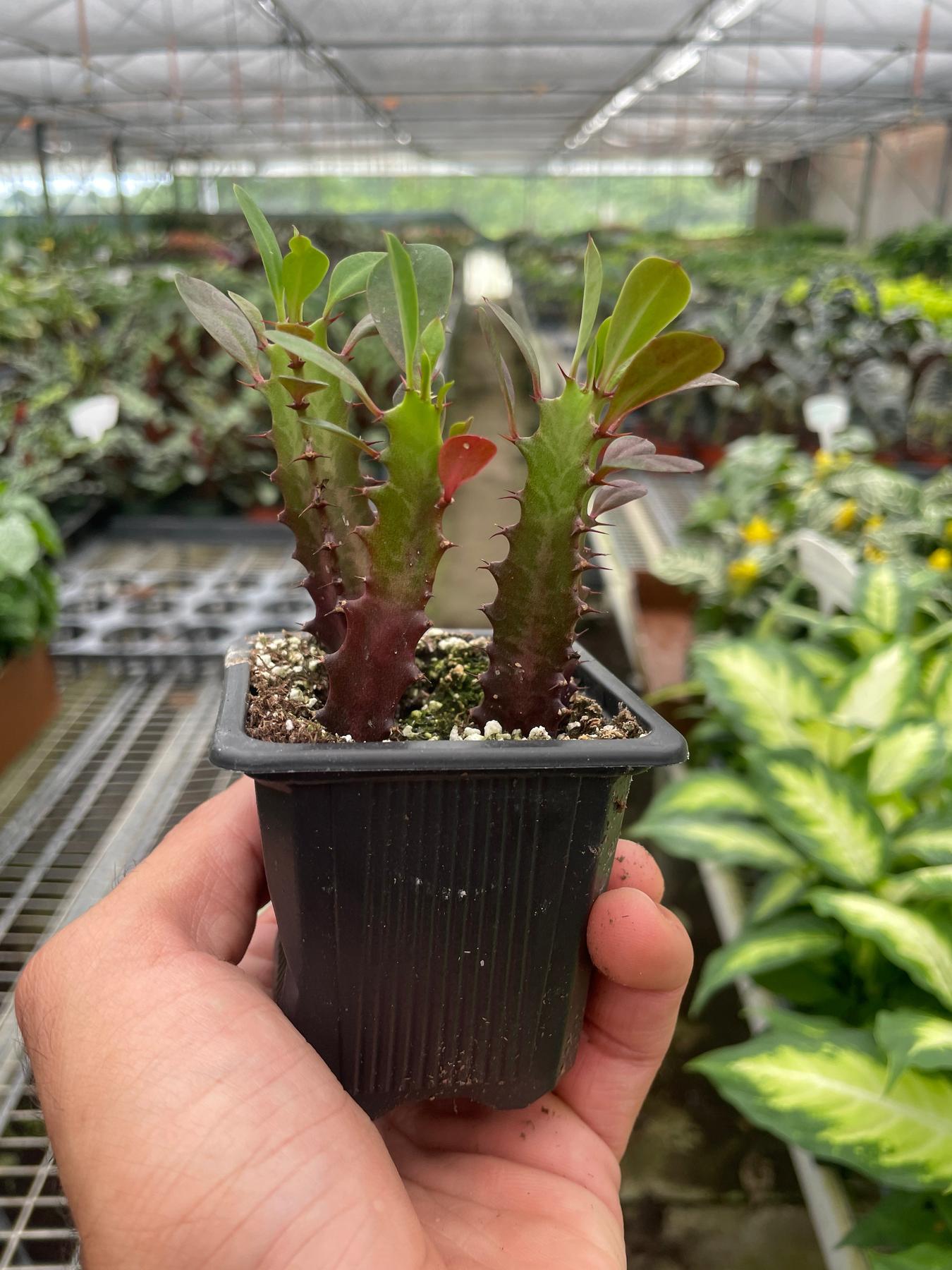 Succulent Euphorbia 'Trigona Rubra'-Succulent-The Succulent Source