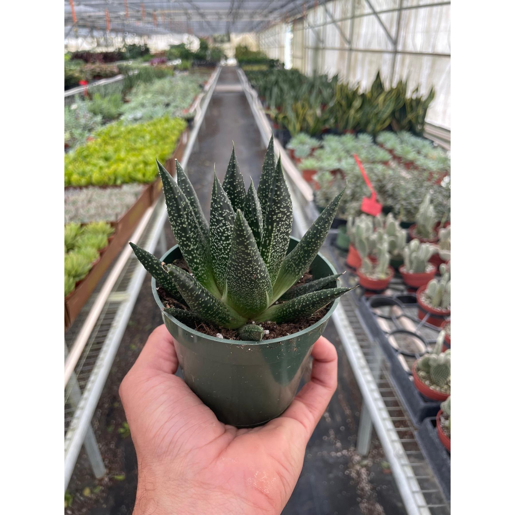 Succulent Gasteria Durban-The Succulent Source