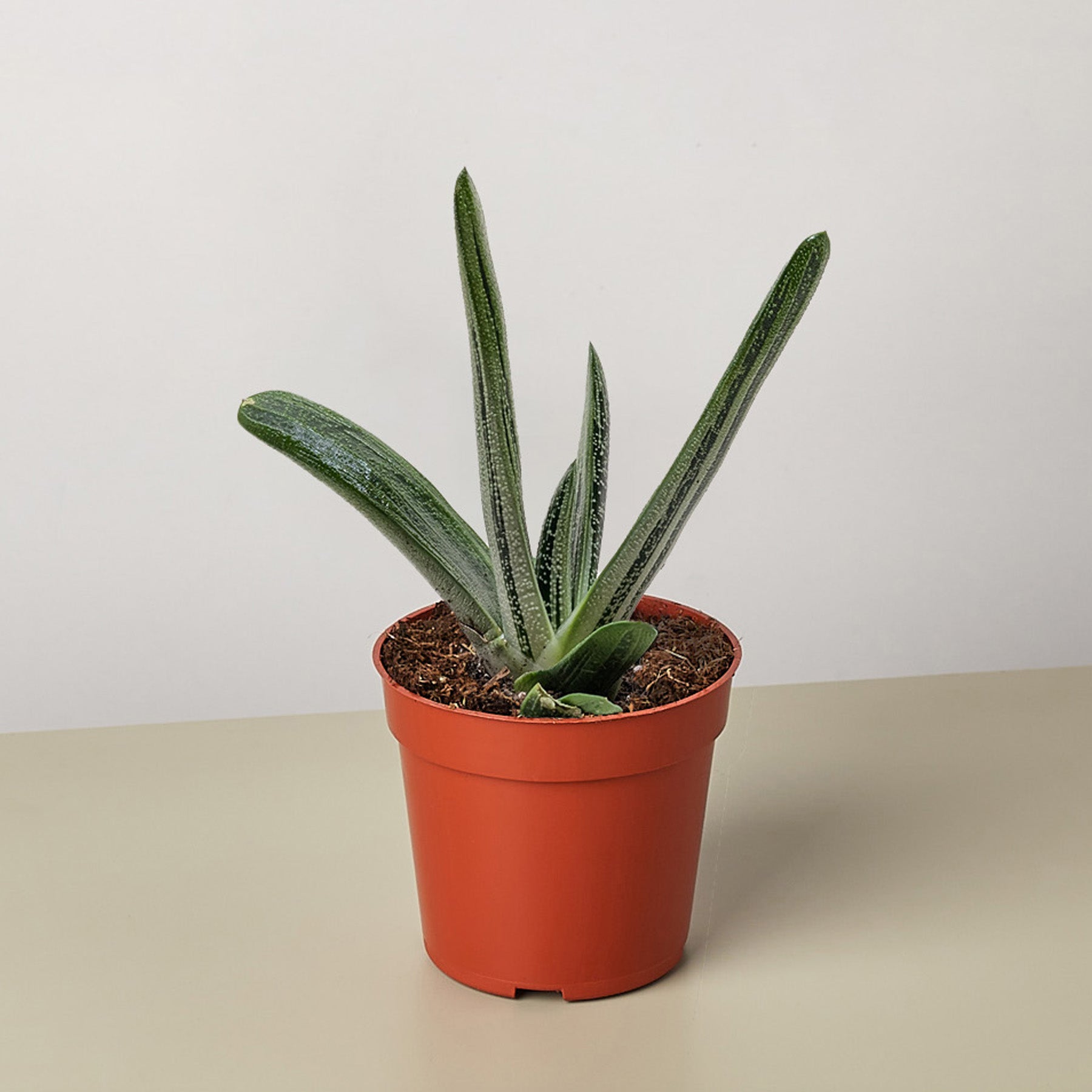 Succulent Gasteria Little Warty-The Succulent Source
